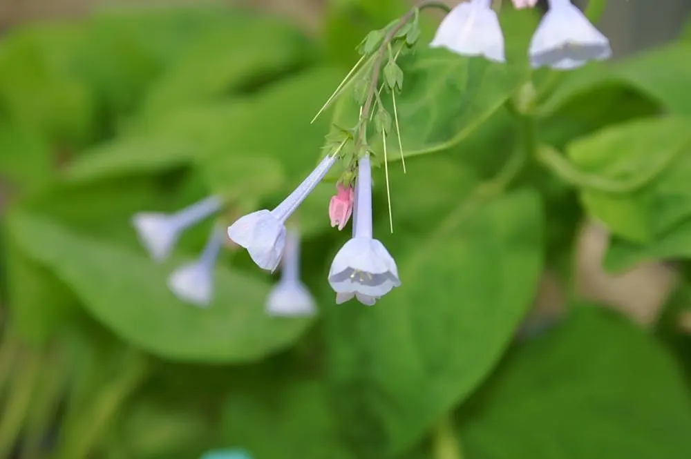 Virginia Bluebells (Mertensia Virginica) — blue flowers in the garden