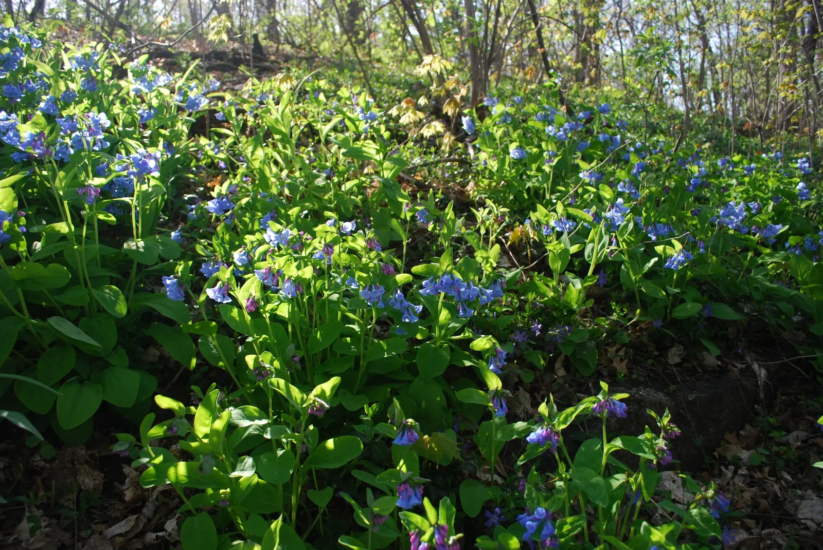 Virginia Bluebells (Mertensia Virginica) — Ideal for naturalistic and woodland gardens; virginia Bluebells are deer-resistant, image 163
