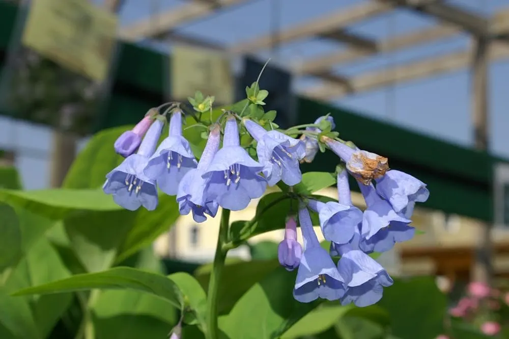 Virginia Bluebells (Mertensia Virginica) — presents a captivating spectacle in any garden with its pendulous bell-shaped flowers and lush foliage, image 61