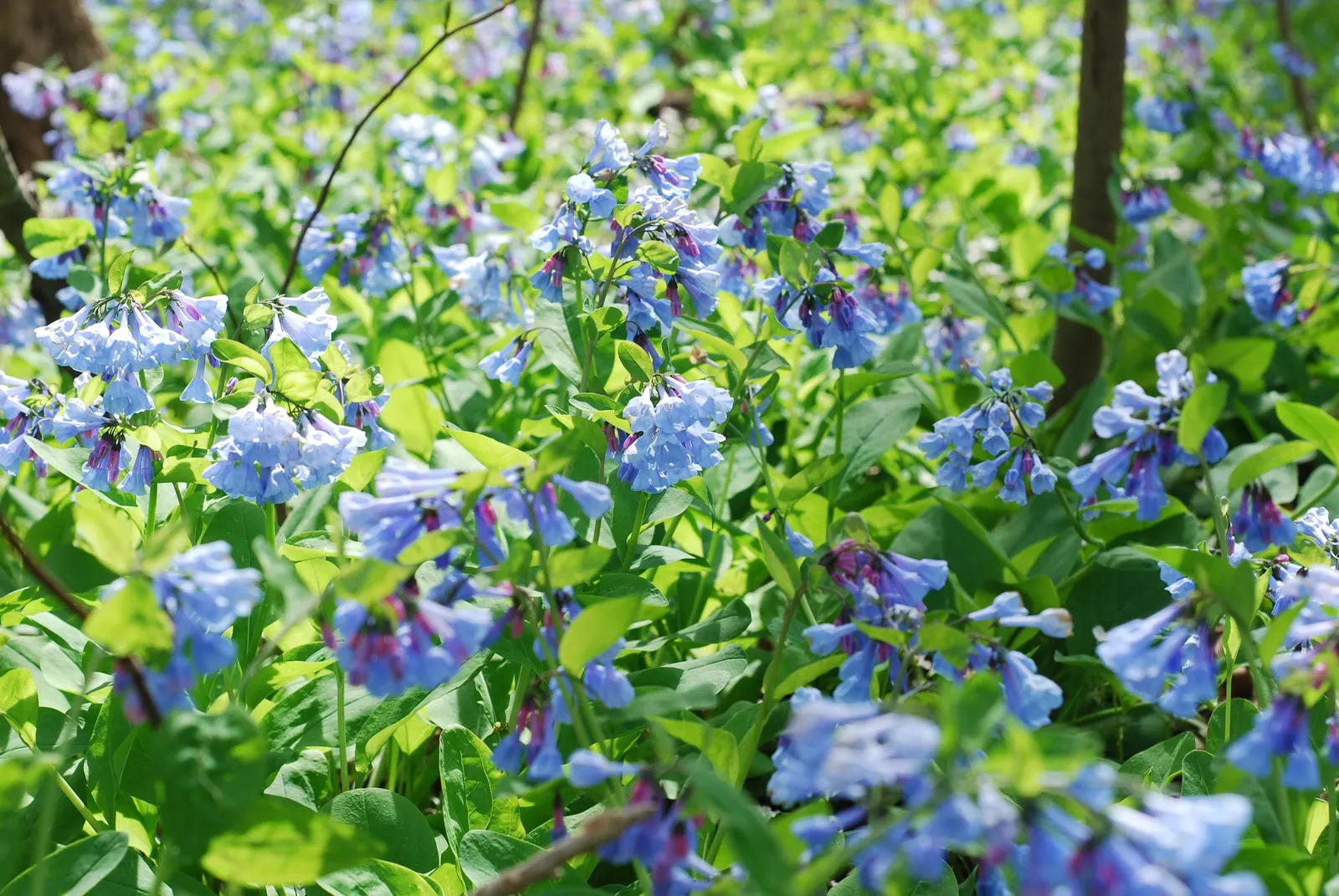 Virginia Bluebells (Mertensia Virginica) — This perennial showcases clusters of nodding bell-shaped flowers in a striking soft blue