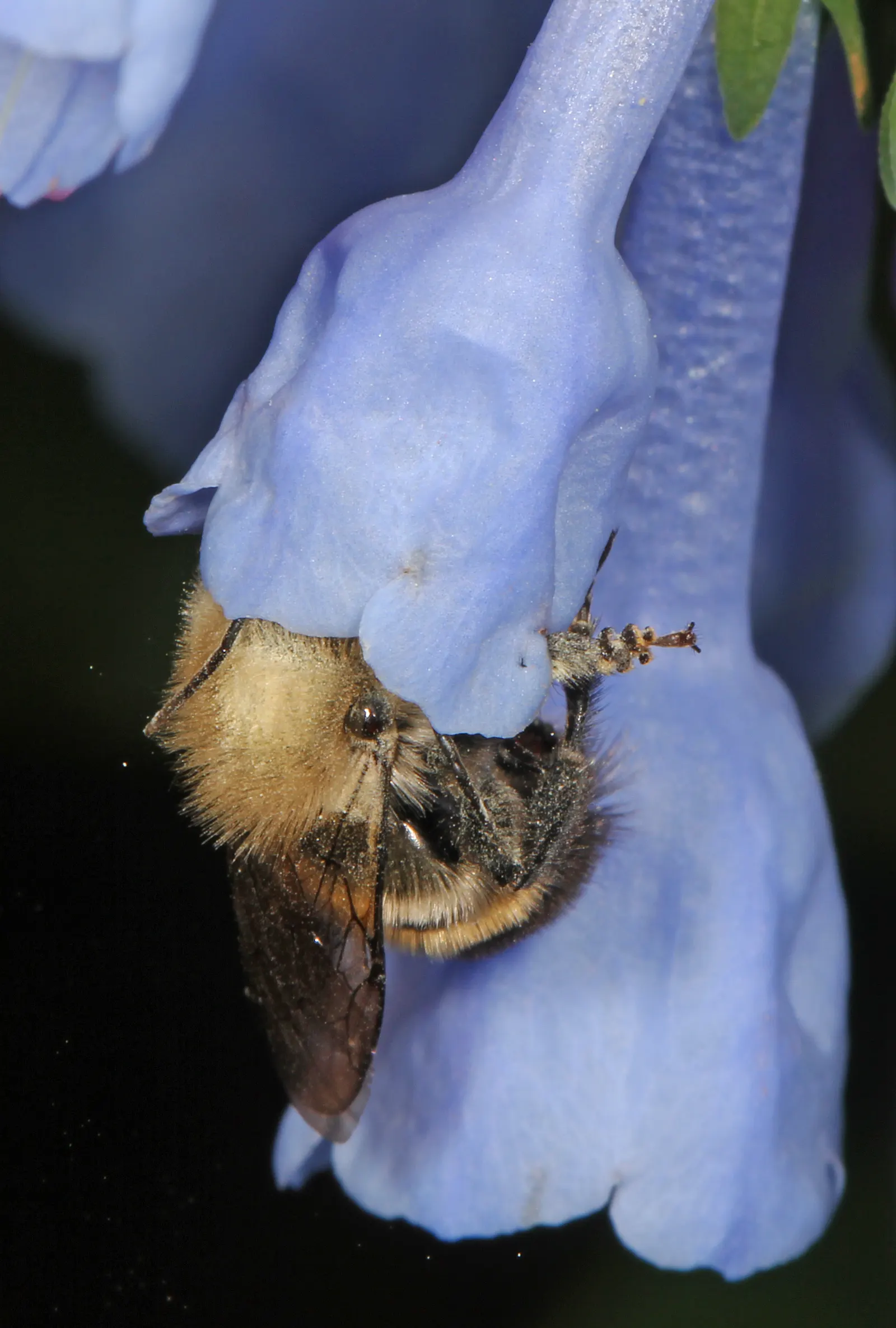 Virginia Bluebells (Mertensia Virginica) — commonly known as Virginia Bluebells; virginia Bluebells (Mertensia virginica) thrive in USDA zones 3-8, image 164