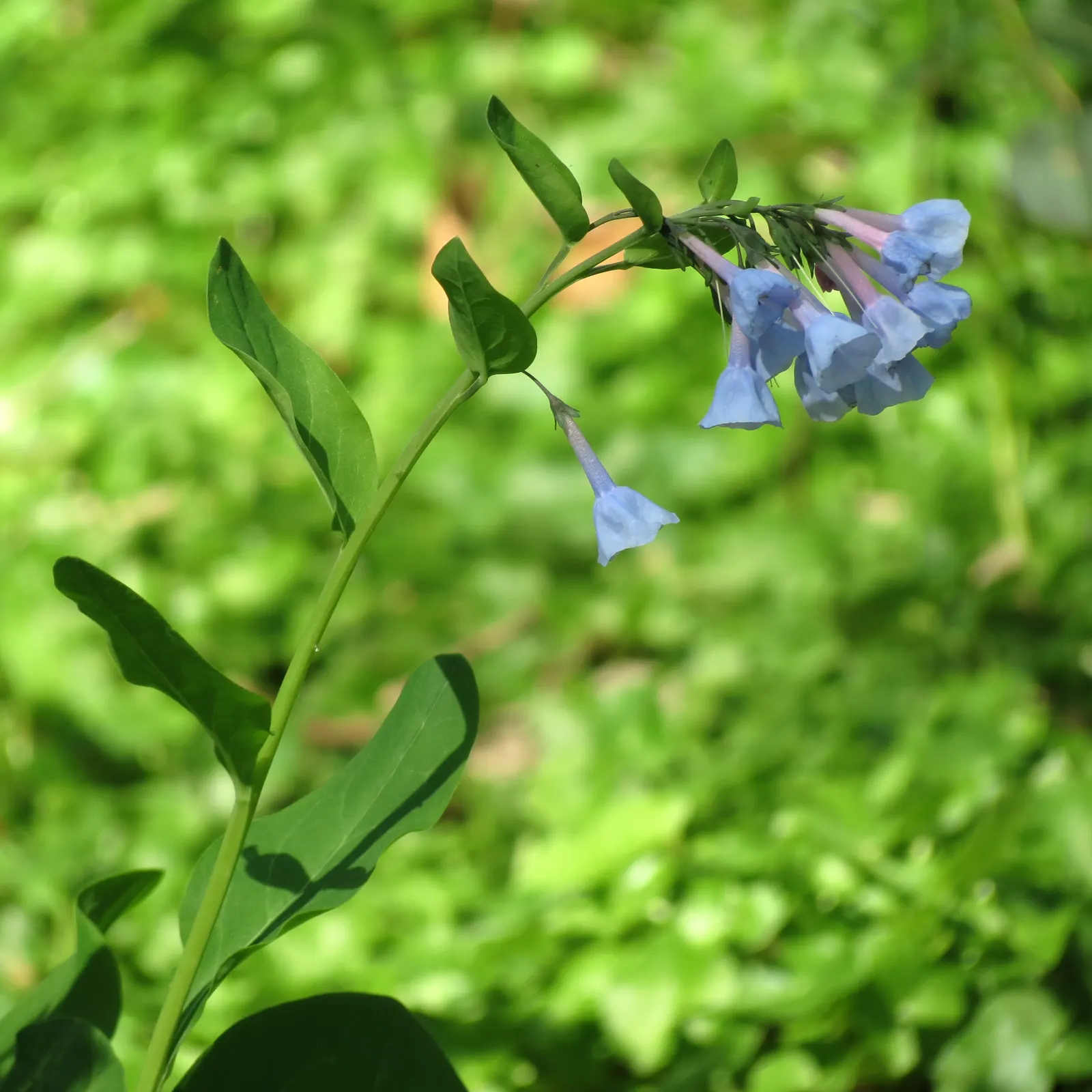 Virginia Bluebells (Mertensia Virginica) — This perennial showcases clusters of nodding bell-shaped flowers in a striking soft blue; virginia, image 107