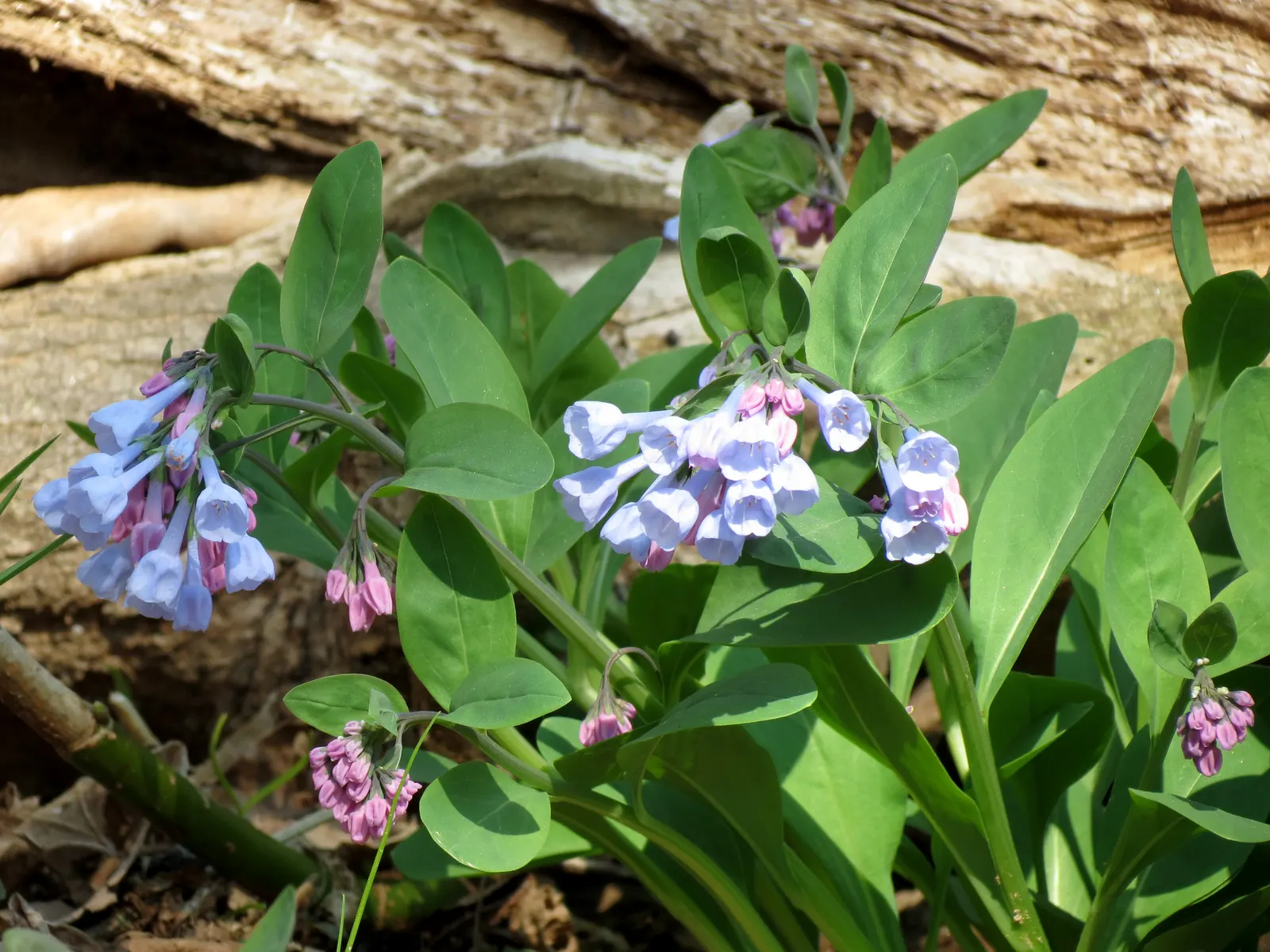 Virginia Bluebells (Mertensia Virginica) — Despite its delicate appearance; display an initial pink hue that matures into a serene sky blue
