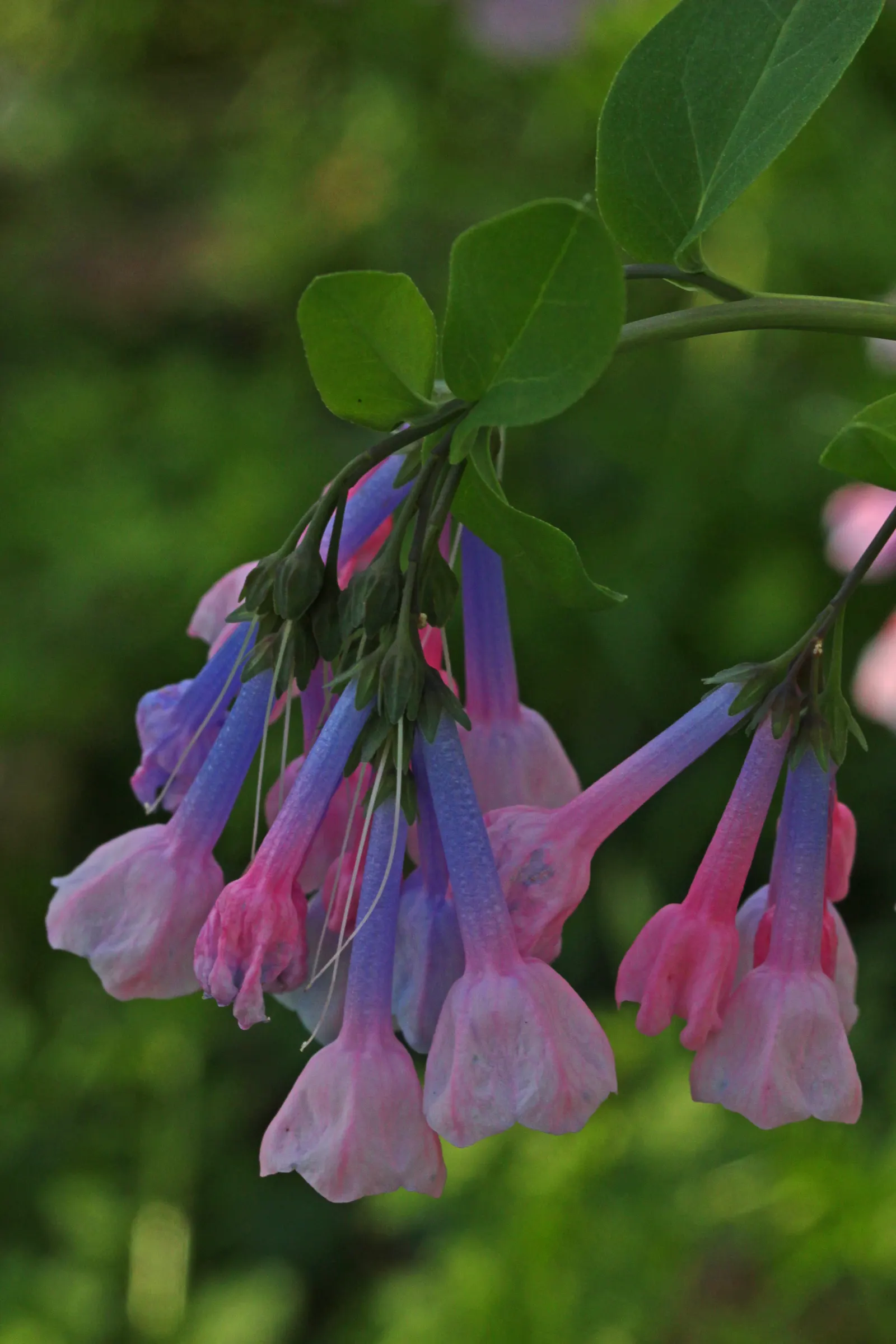 Virginia Bluebells (Mertensia Virginica) — display an initial pink hue that matures into a serene sky blue; this perennial showcases clusters of, image 142