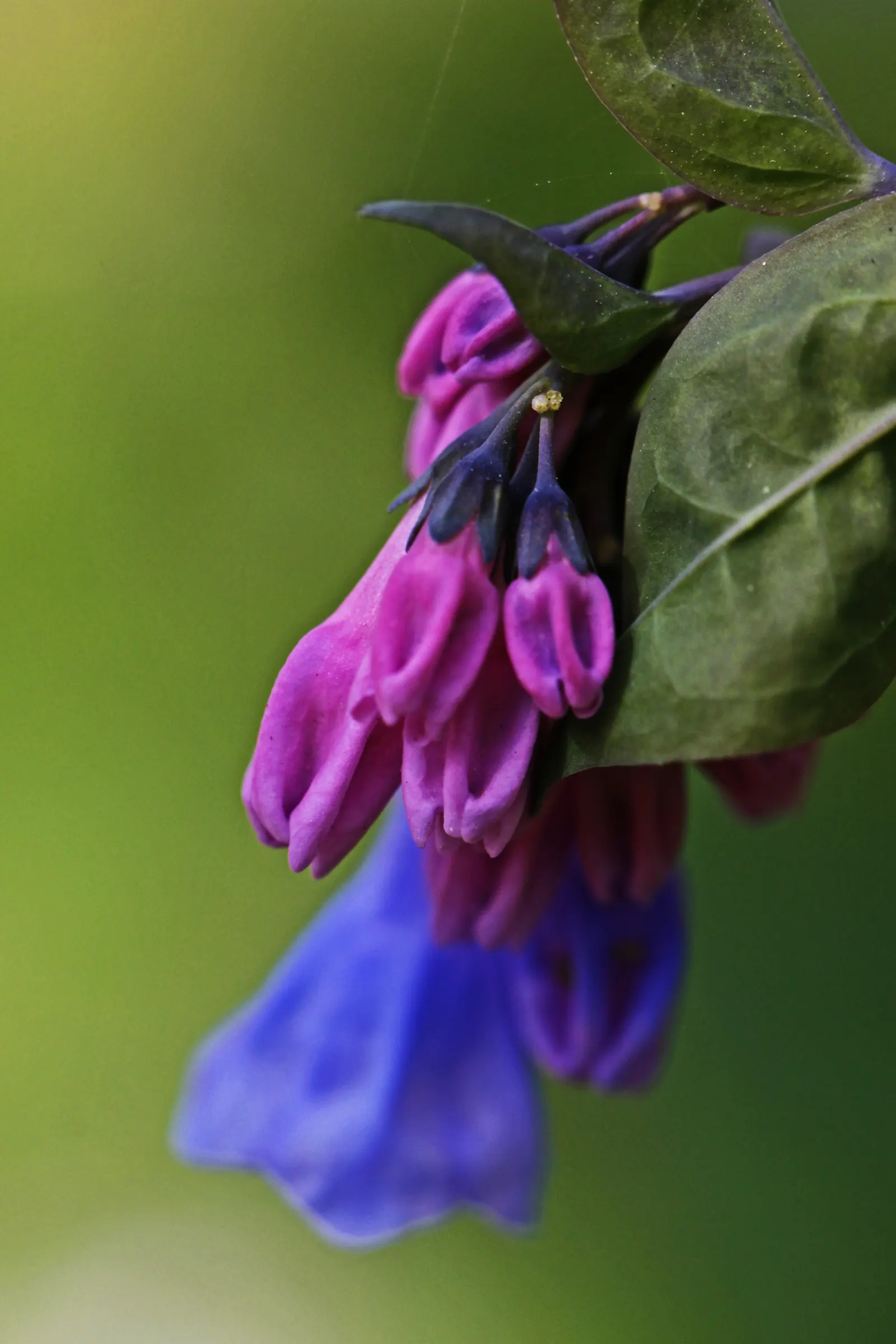 Virginia Bluebells (Mertensia Virginica) — well-drained soil with an acidic to neutral pH