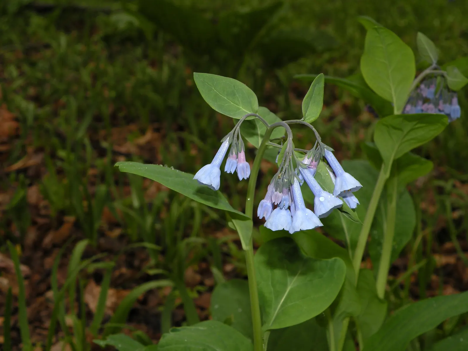 Virginia Bluebells (Mertensia Virginica) — blue flowers in the garden; presents a captivating spectacle in any garden with its pendulous, image 102