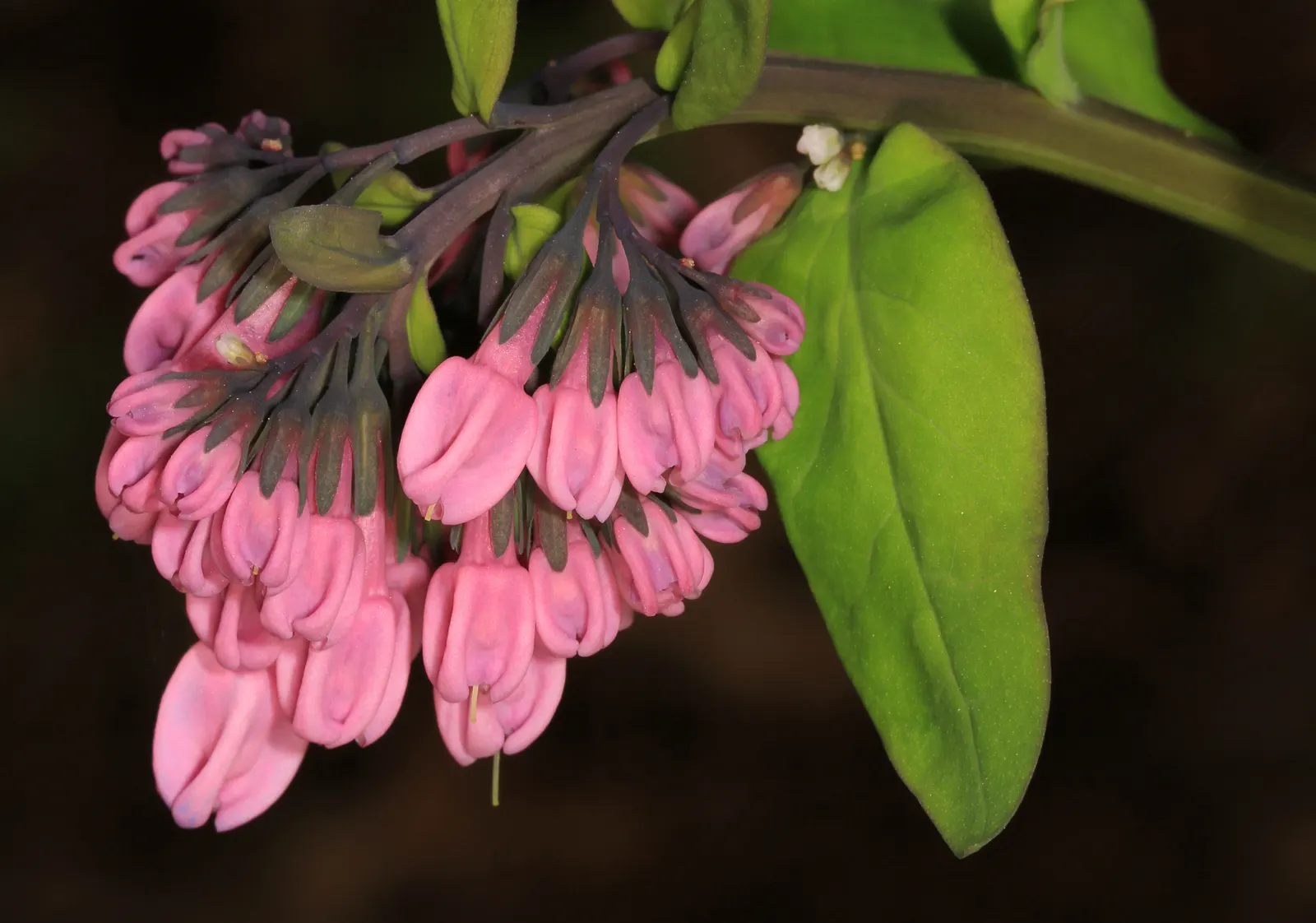 Virginia Bluebells (Mertensia Virginica) — Ideal for naturalistic and woodland gardens; virginia Bluebells are deer-resistant, image 137