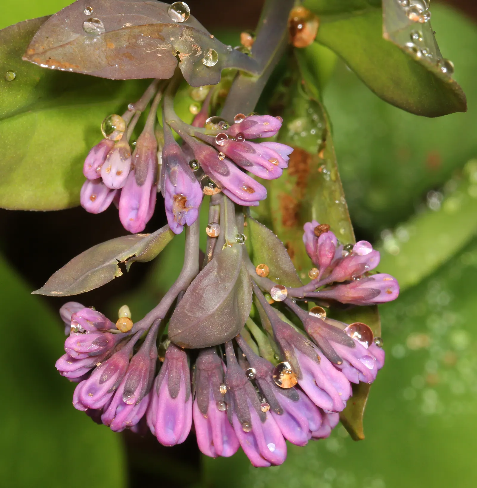Virginia Bluebells (Mertensia Virginica) — Virginia Bluebells are deer-resistant; ideal for naturalistic and woodland gardens, image 72