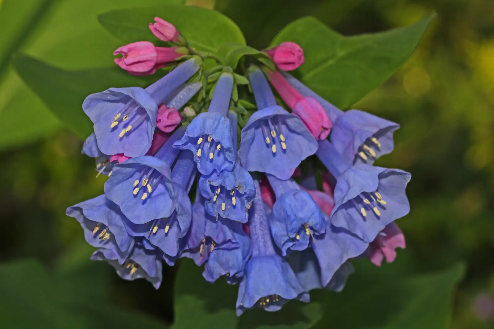 Virginia Bluebells (Mertensia Virginica) — Despite its delicate appearance; display an initial pink hue that matures into a serene sky blue, image 95