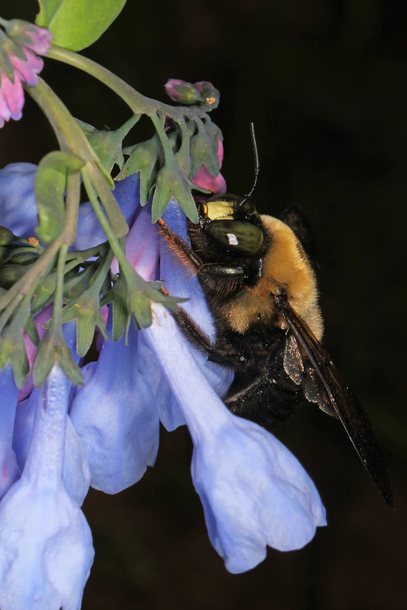 Virginia Bluebells (Mertensia Virginica) — Foliage is a lush gray-green; blooms profusely in early spring before entering summer dormancy, image 57