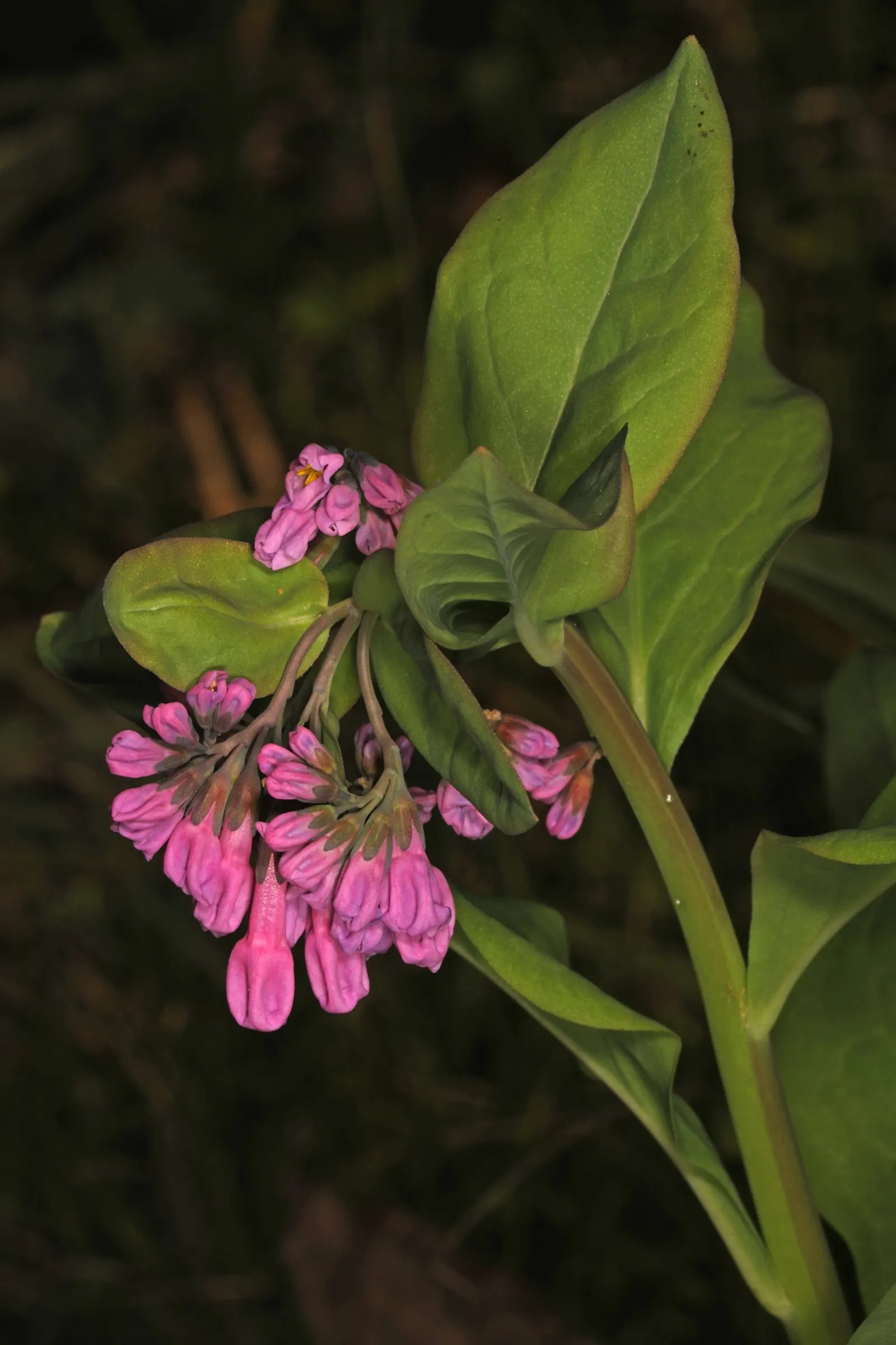 Virginia Bluebells (Mertensia Virginica) — Foliage is a lush gray-green; blooms profusely in early spring before entering summer dormancy, image 109