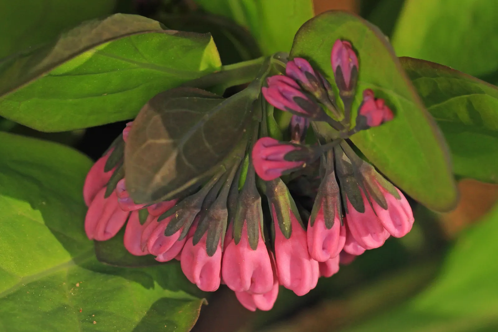 Virginia Bluebells (Mertensia Virginica) — well-drained soil and partial to full shade; mounded appearance when in bloom