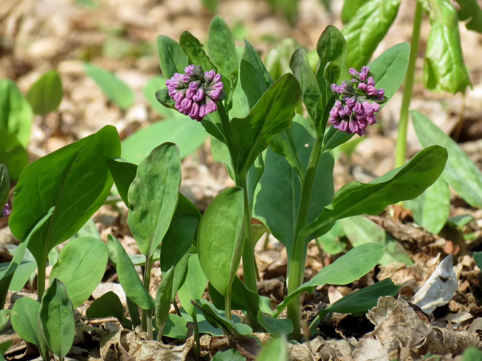 Virginia Bluebells (Mertensia Virginica) — commonly known as Virginia Bluebells