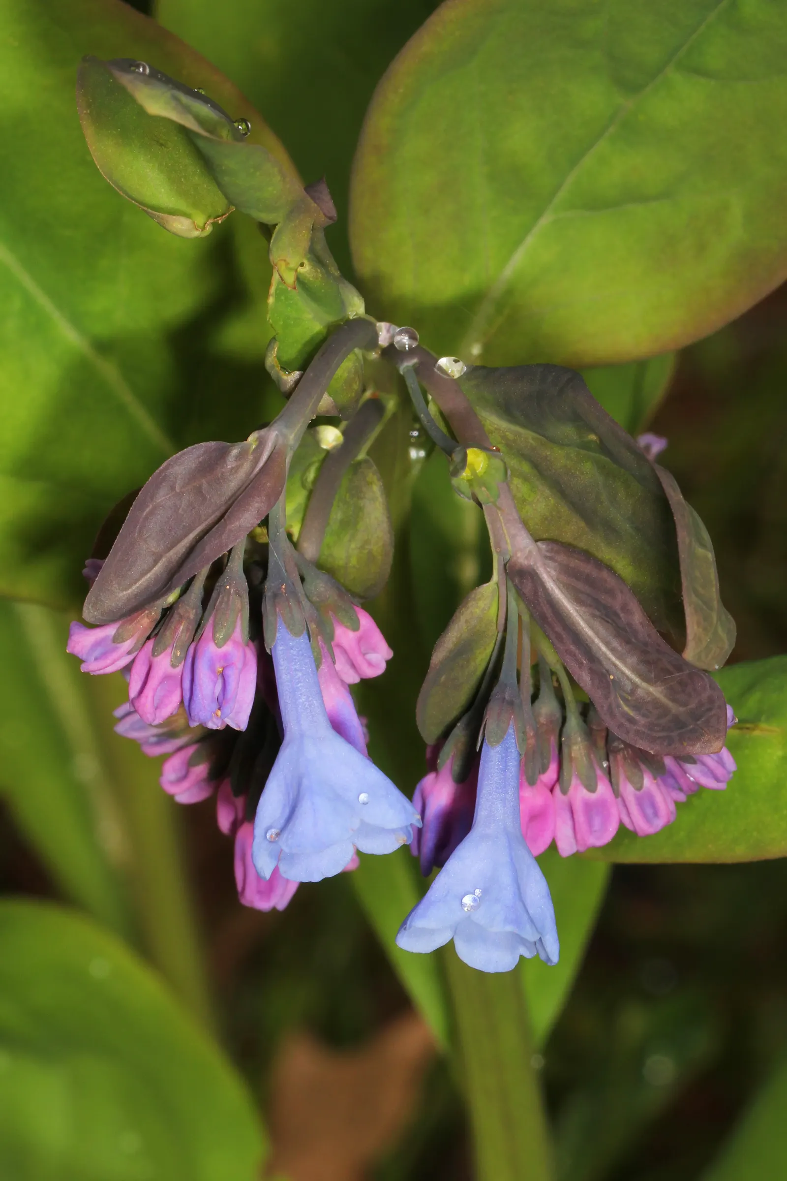 Virginia Bluebells (Mertensia Virginica) — commonly known as Virginia Bluebells; virginia Bluebells (Mertensia virginica) thrive in USDA zones 3-8, image 112