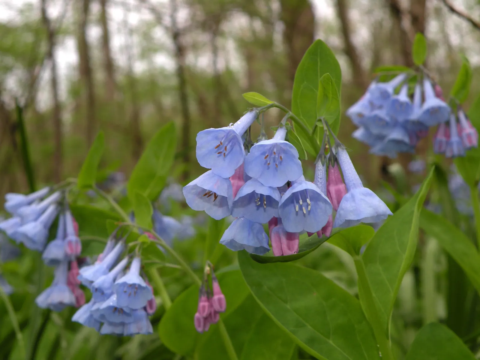 Virginia Bluebells (Mertensia Virginica) — Wildlife enthusiasts will appreciate its allure to pollinators such as bees and butterflies; annual for, image 149