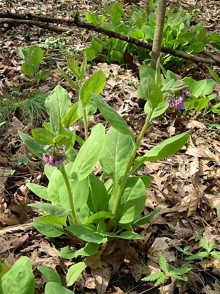 Virginia Bluebells (Mertensia Virginica) — Mature height reaches 18 to 24 inches with a similar spread; annual with blue blooms, image 108