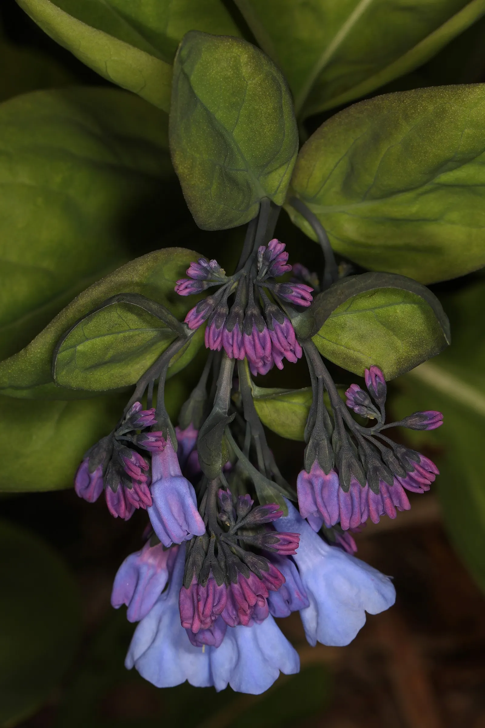 Virginia Bluebells (Mertensia Virginica) — annual with blue blooms; well-drained soil with an acidic to neutral pH, image 129