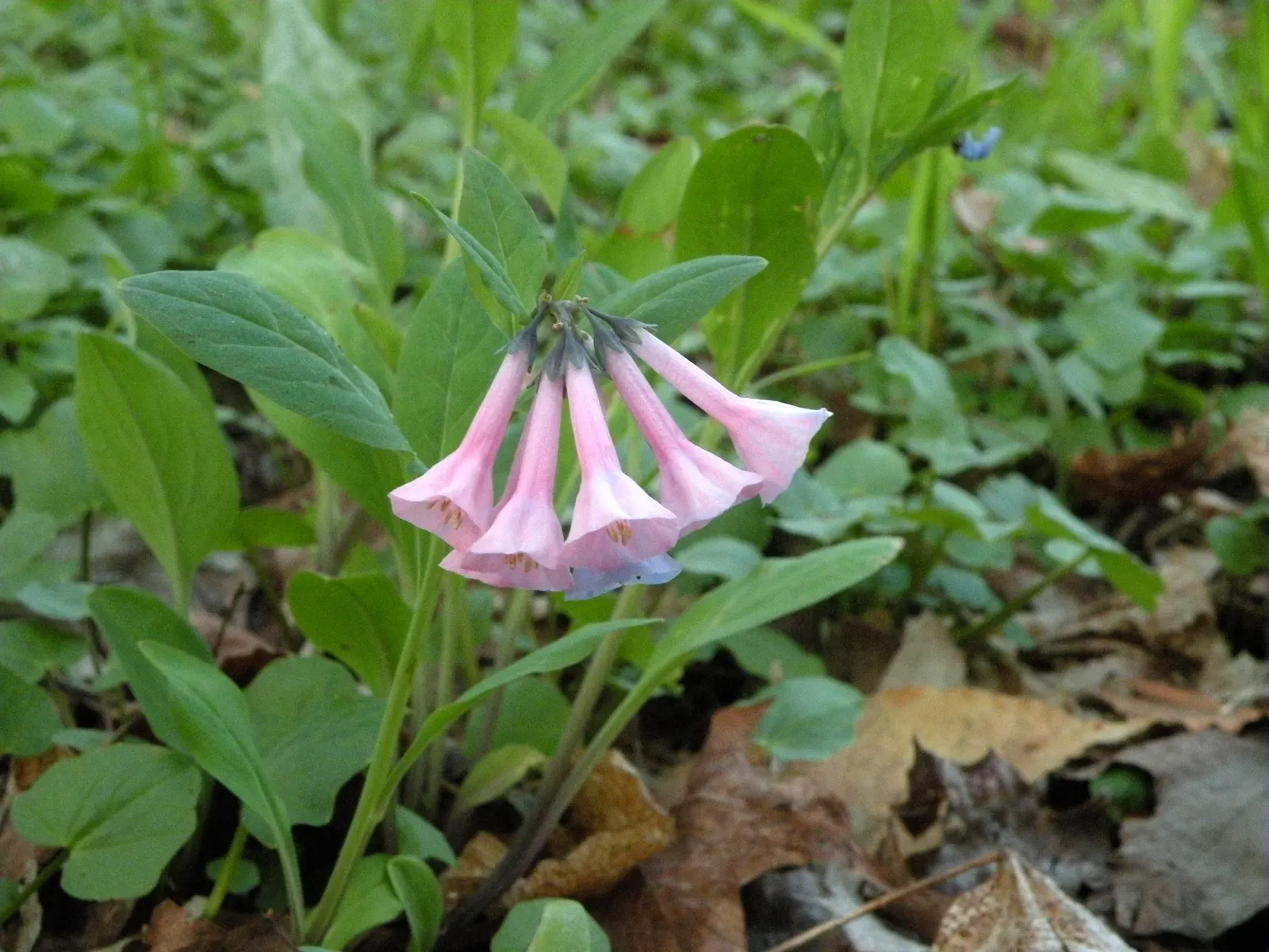 Virginia Bluebells (Mertensia Virginica) — annual for full