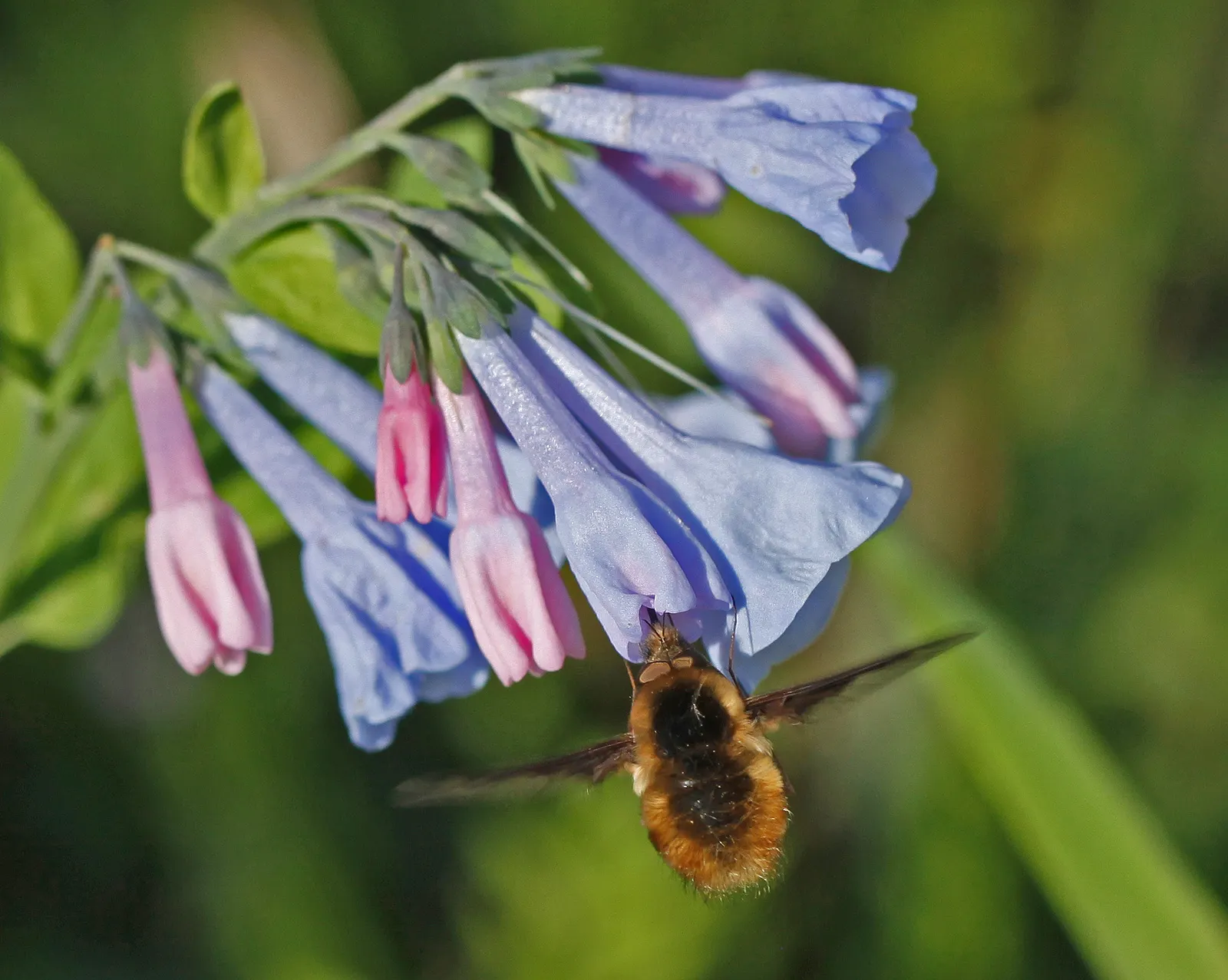 Virginia Bluebells (Mertensia Virginica) — receding back into the ground and leaving space for other plants to take center stage in the summer, image 153
