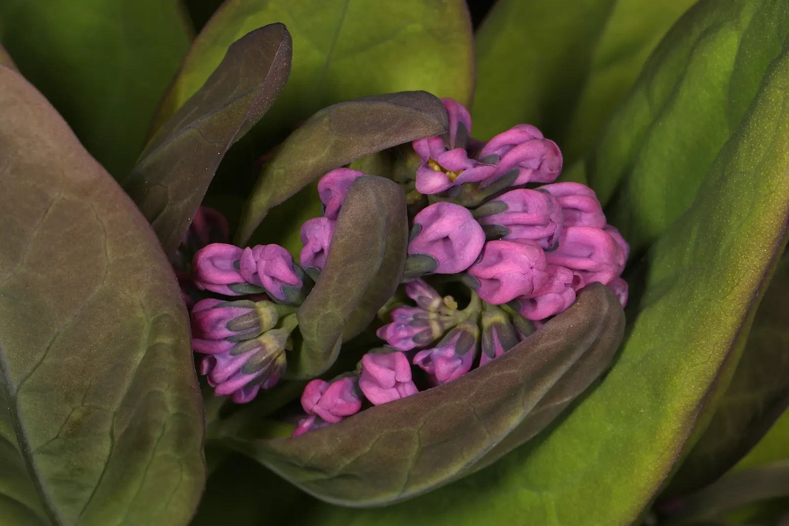 Virginia Bluebells (Mertensia Virginica) — Blooms profusely in early spring before entering summer dormancy; providing a brilliant show in the, image 110