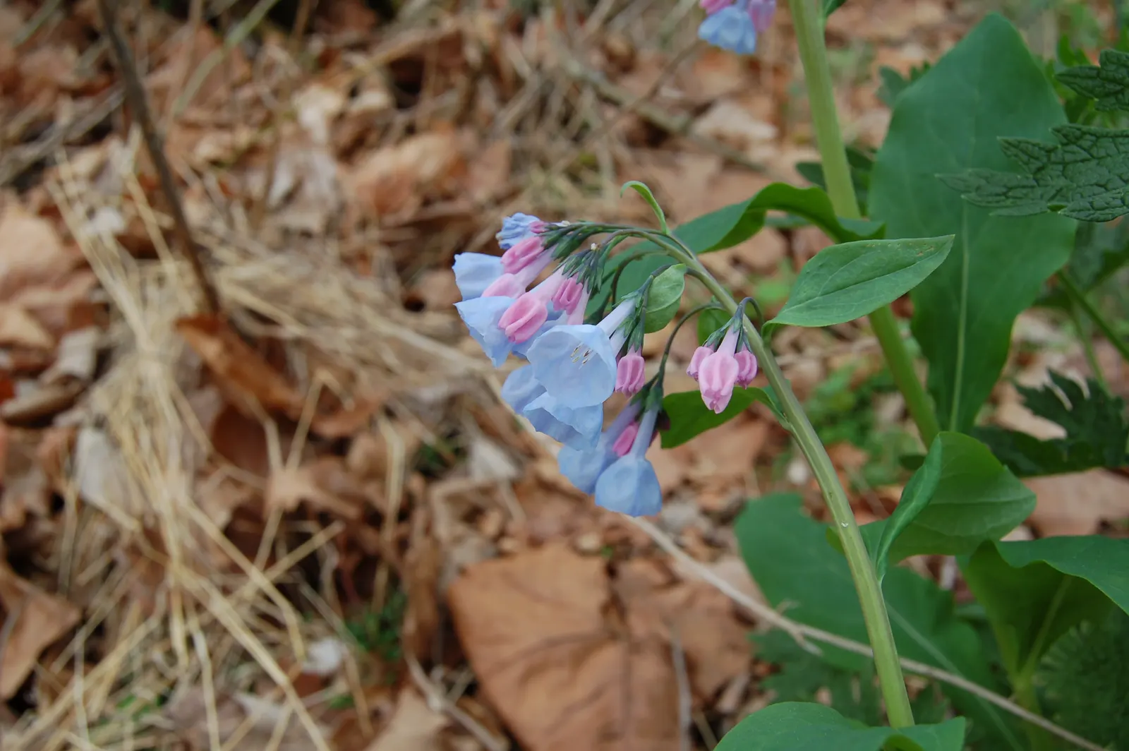 Virginia Bluebells (Mertensia Virginica) — Mature height reaches 18 to 24 inches with a similar spread; annual with blue blooms, image 56