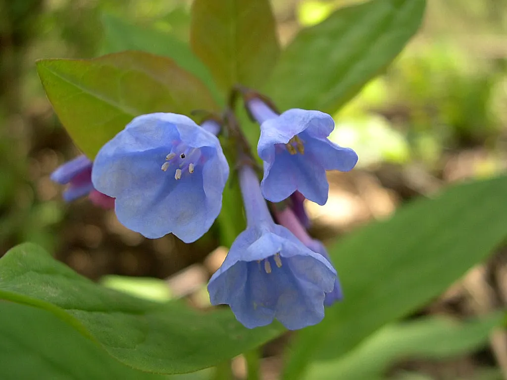 Virginia Bluebells (Mertensia Virginica) — well-drained soil and partial to full shade; mounded appearance when in bloom, image 80