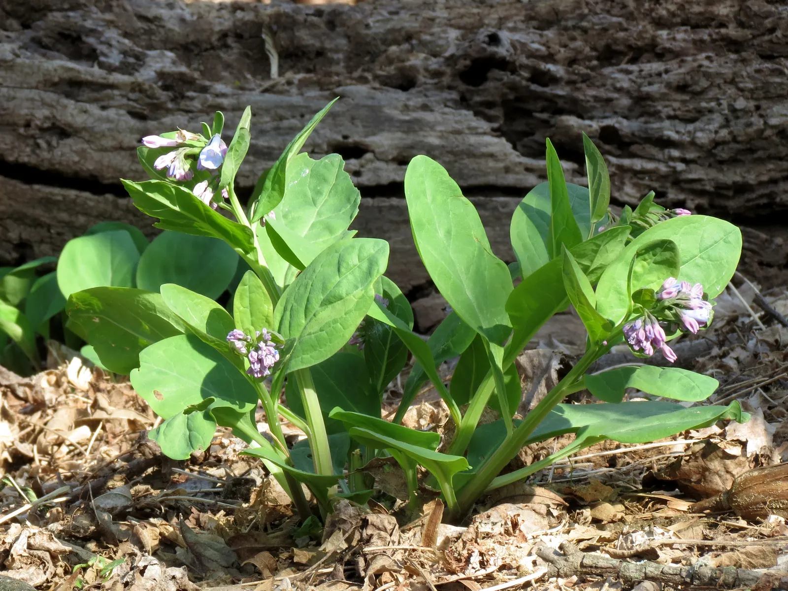 Virginia Bluebells (Mertensia Virginica) — Mertensia virginica prospers in areas with dappled sunlight to full shade and prefers consistently moist