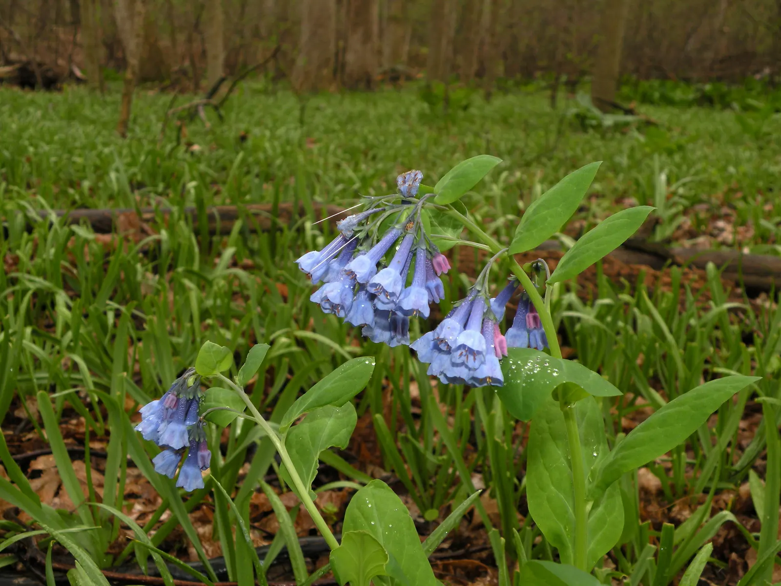 Virginia Bluebells (Mertensia Virginica) — mounded appearance when in bloom; the plant will go dormant, image 89