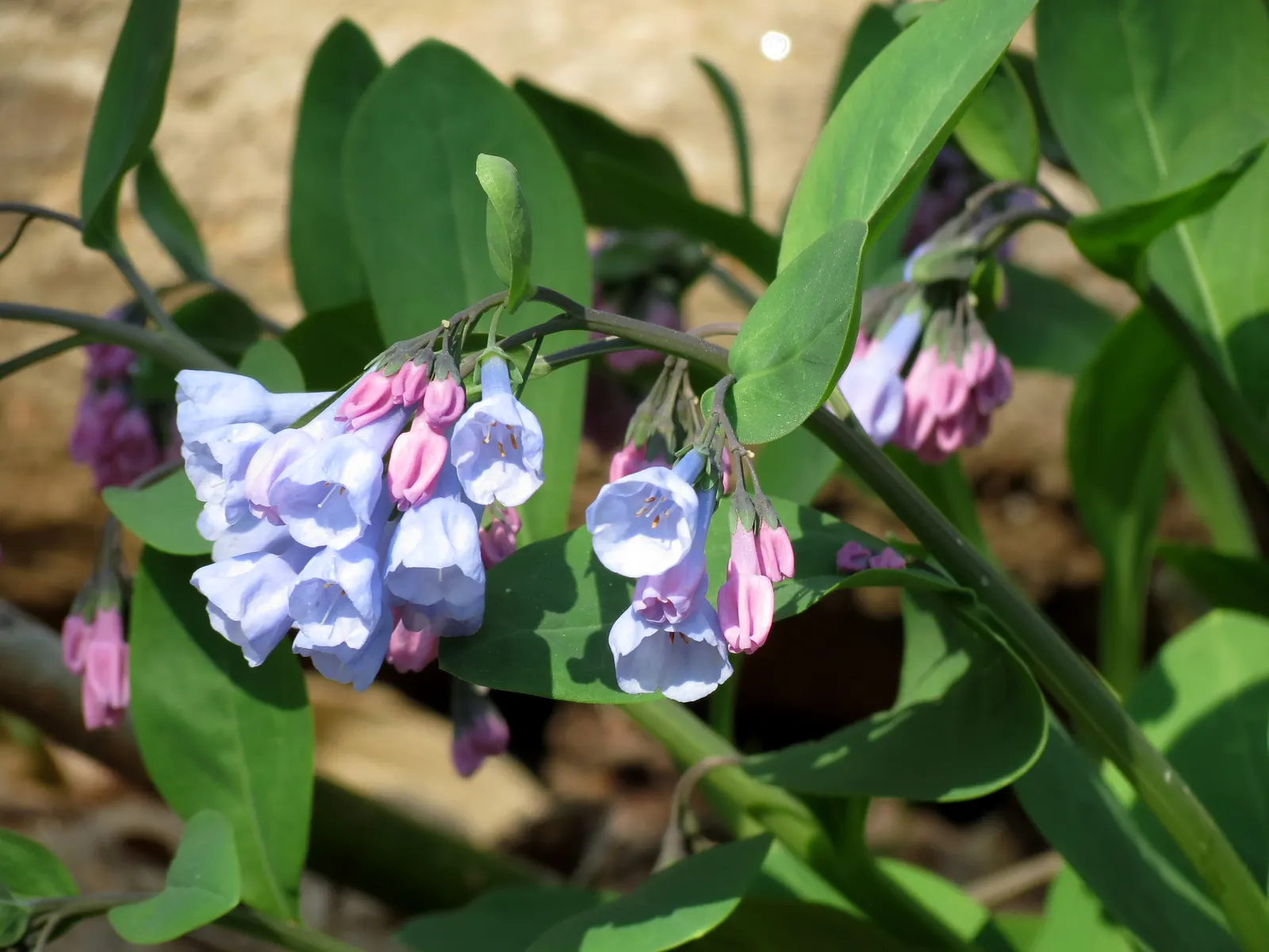 Virginia Bluebells (Mertensia Virginica) — Wildlife enthusiasts will appreciate its allure to pollinators such as bees and butterflies; annual for, image 71