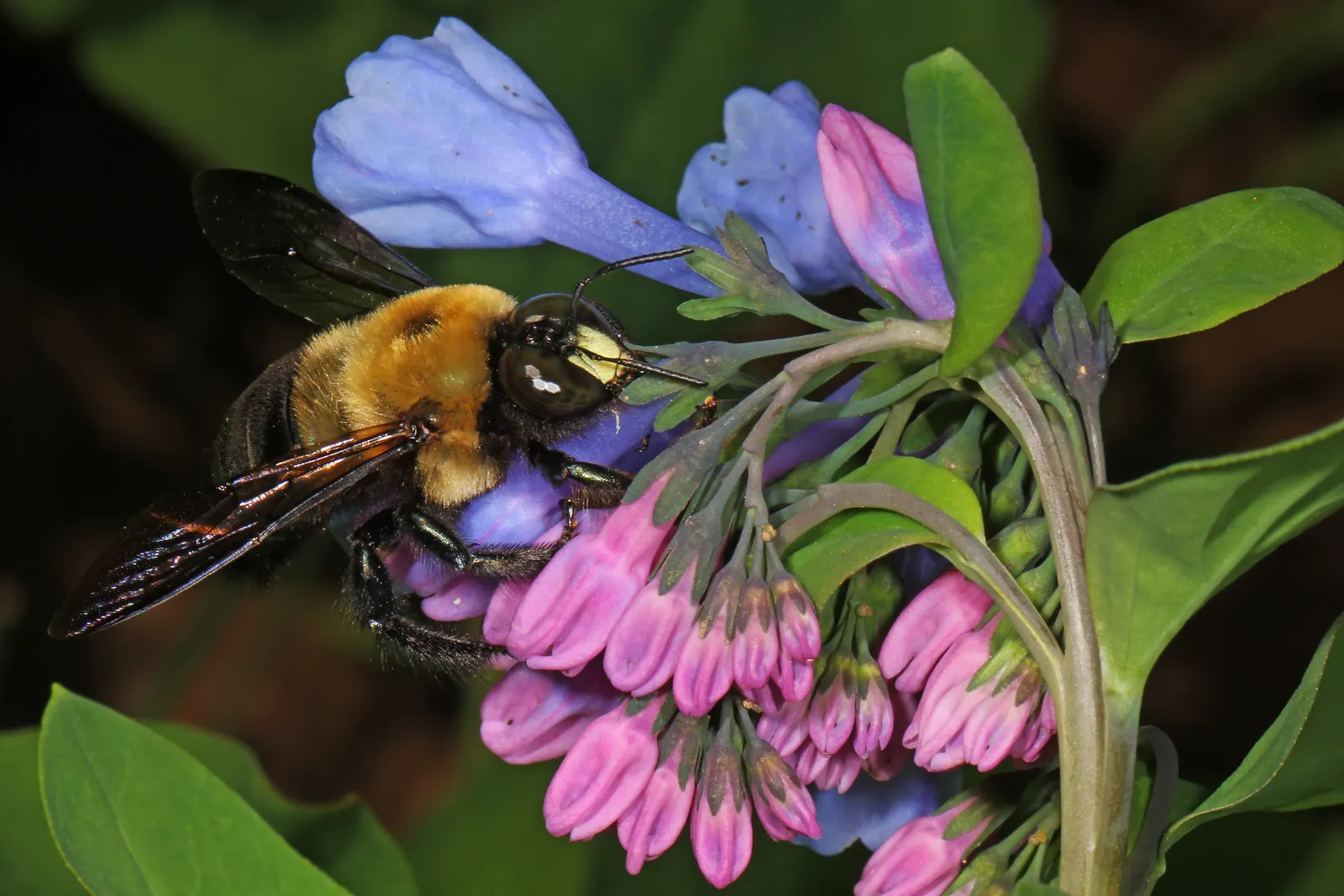 Virginia Bluebells (Mertensia Virginica) — making them a practical and picturesque choice for areas where browsing animals are a concern; usually, image 125