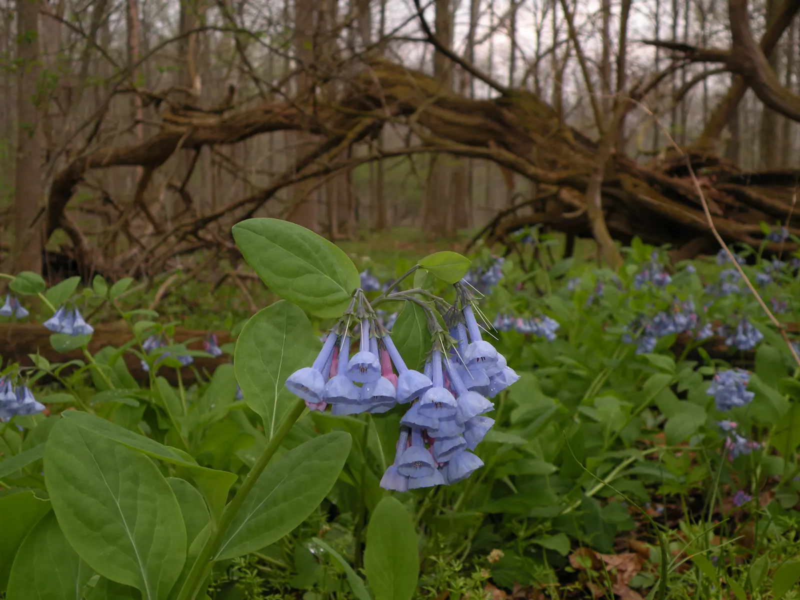Virginia Bluebells (Mertensia Virginica) — Mature height reaches 18 to 24 inches with a similar spread; annual with blue blooms, image 160