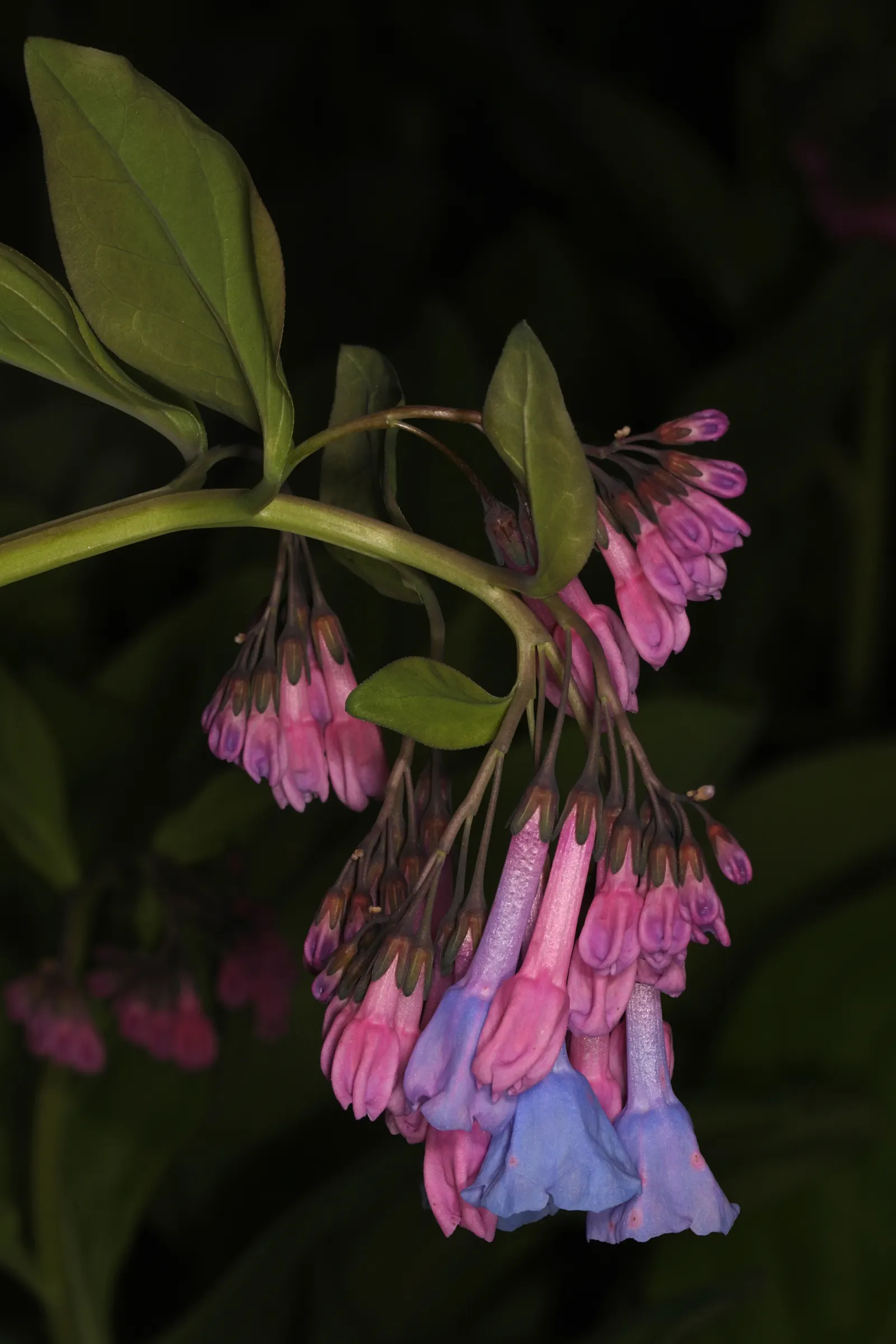Virginia Bluebells (Mertensia Virginica) — Wildlife enthusiasts will appreciate its allure to pollinators such as bees and butterflies; annual for, image 97