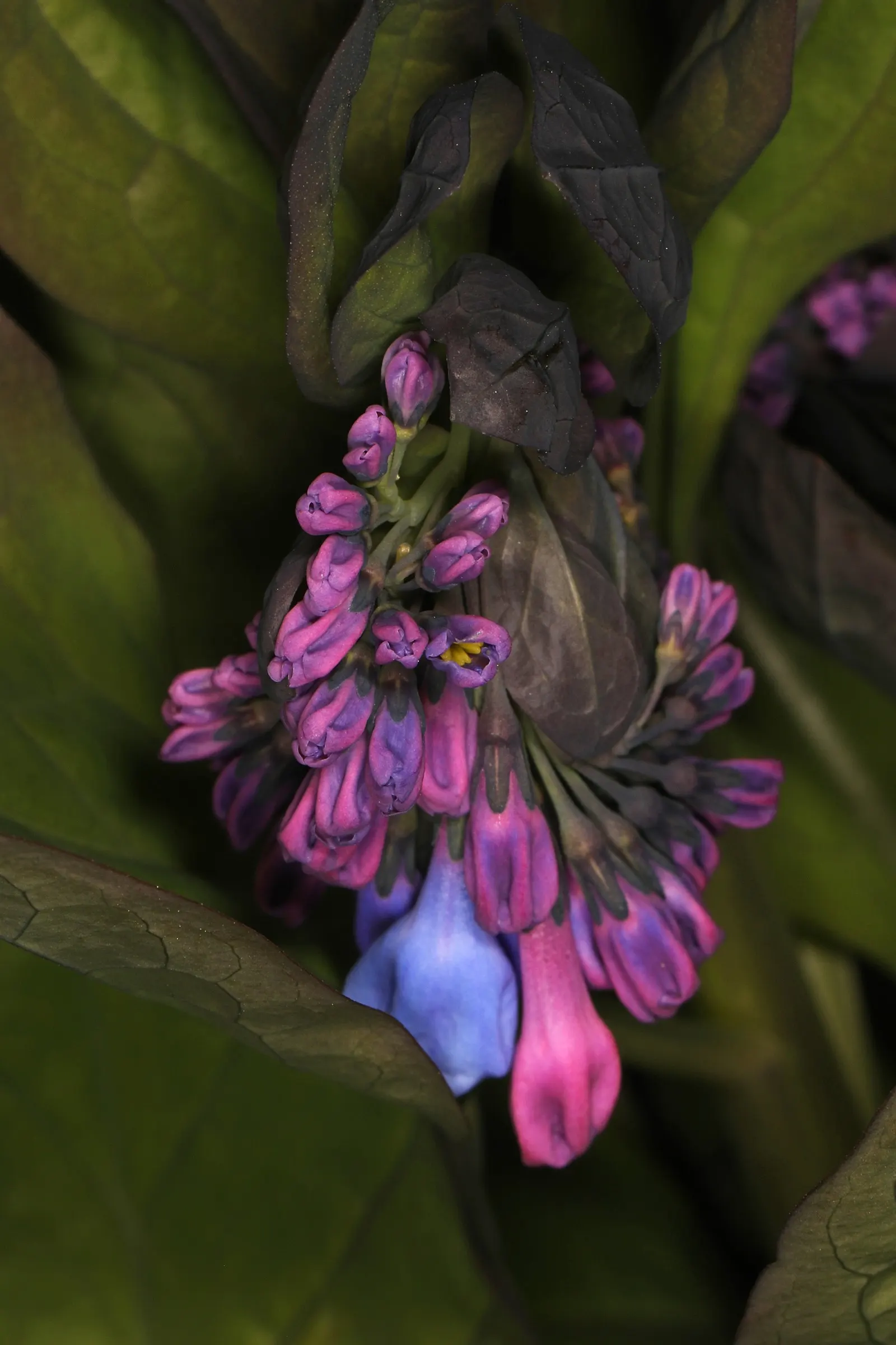 Virginia Bluebells (Mertensia Virginica) — presents a captivating spectacle in any garden with its pendulous bell-shaped flowers and lush foliage