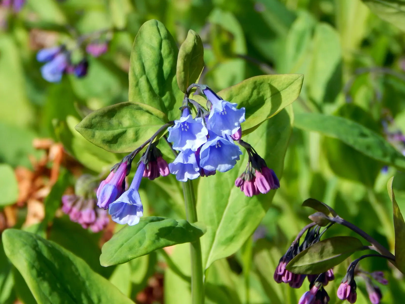 Virginia Bluebells (Mertensia Virginica) — Blooms profusely in early spring before entering summer dormancy; providing a brilliant show in the, image 58