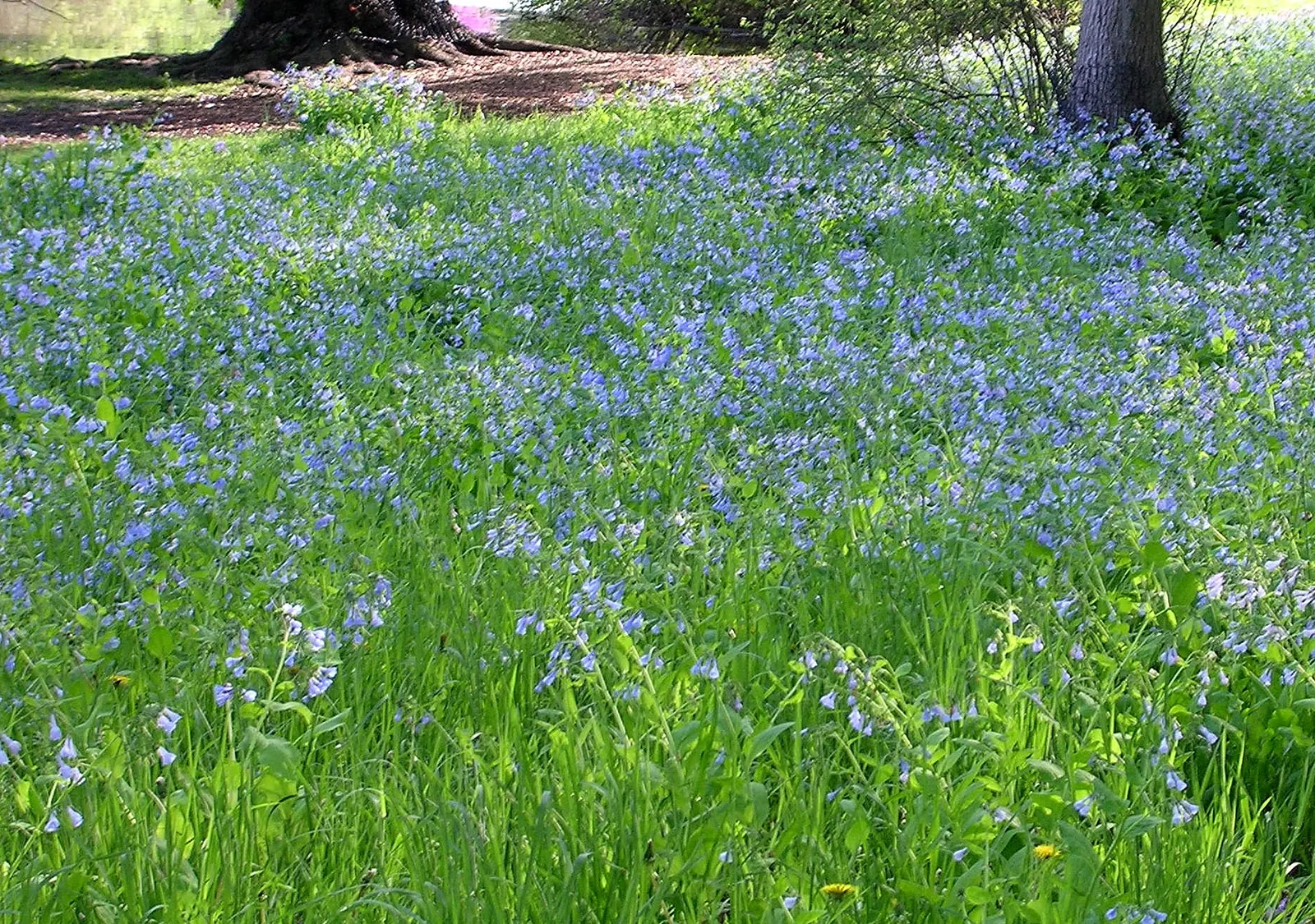 Virginia Bluebells (Mertensia Virginica) — Virginia Bluebells (Mertensia virginica) thrive in USDA zones 3-8; mature height reaches 18 to 24 inches, image 79