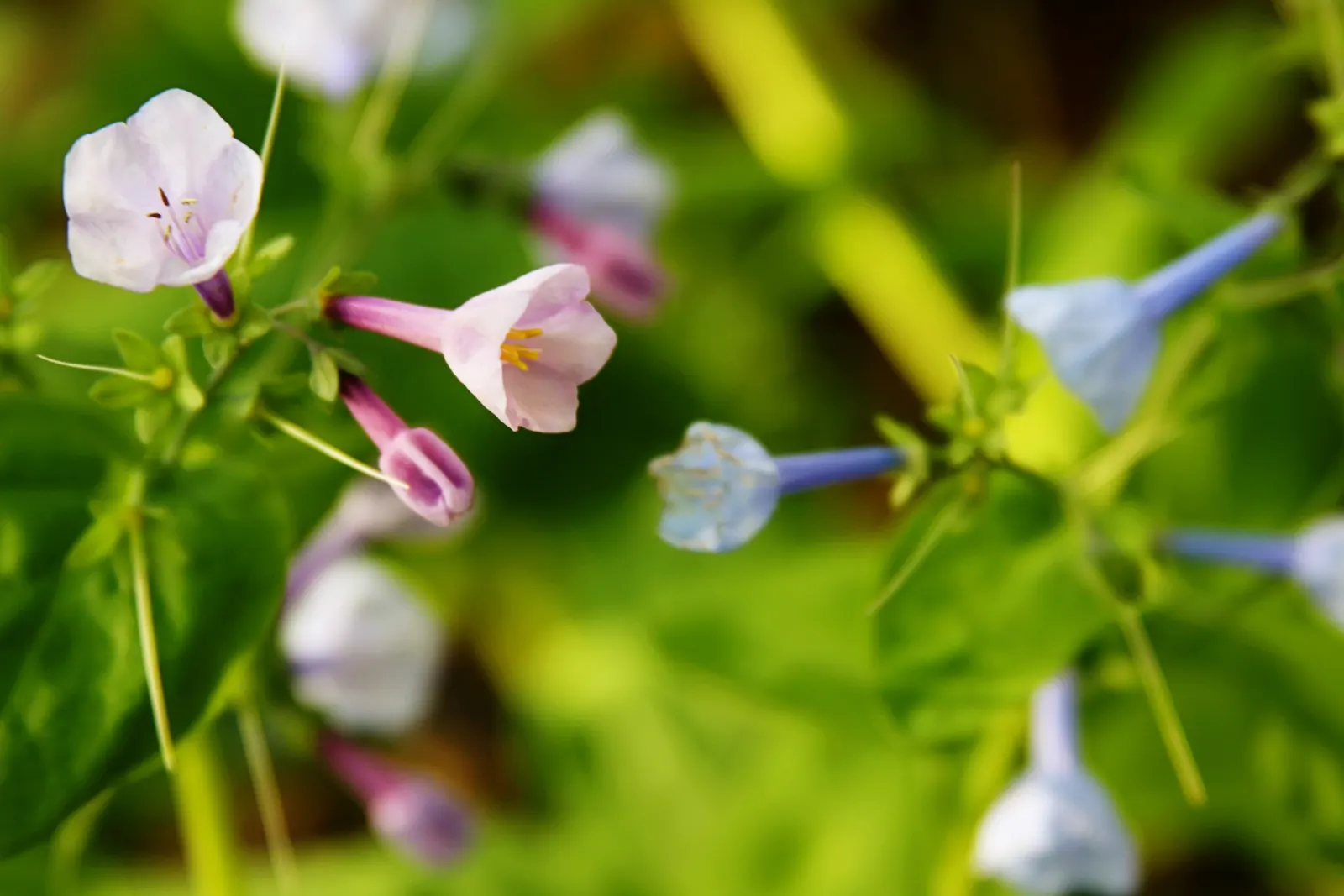 Virginia Bluebells (Mertensia Virginica) — the plant will go dormant; making them a practical and picturesque choice for areas where browsing, image 126
