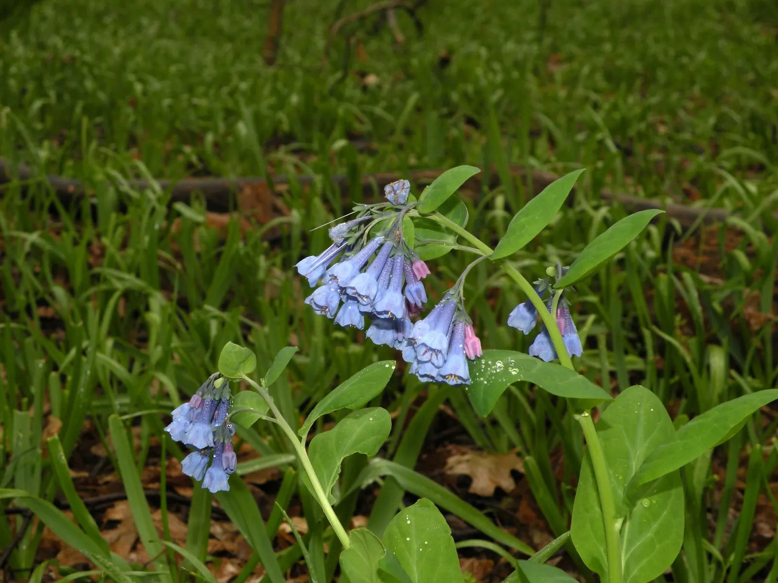 Virginia Bluebells (Mertensia Virginica) — Virginia Bluebells are relatively low-maintenance; wildlife enthusiasts will appreciate its allure to pollinators