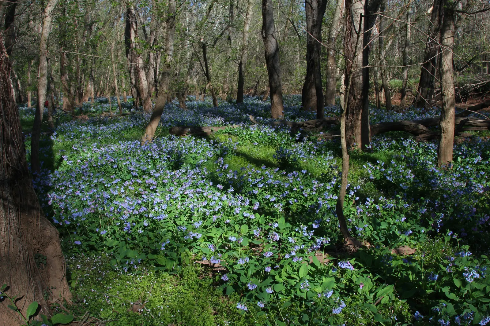 Virginia Bluebells (Mertensia Virginica) — Virginia Bluebells (Mertensia virginica) thrive in USDA zones 3-8; mature height reaches 18 to 24 inches with a