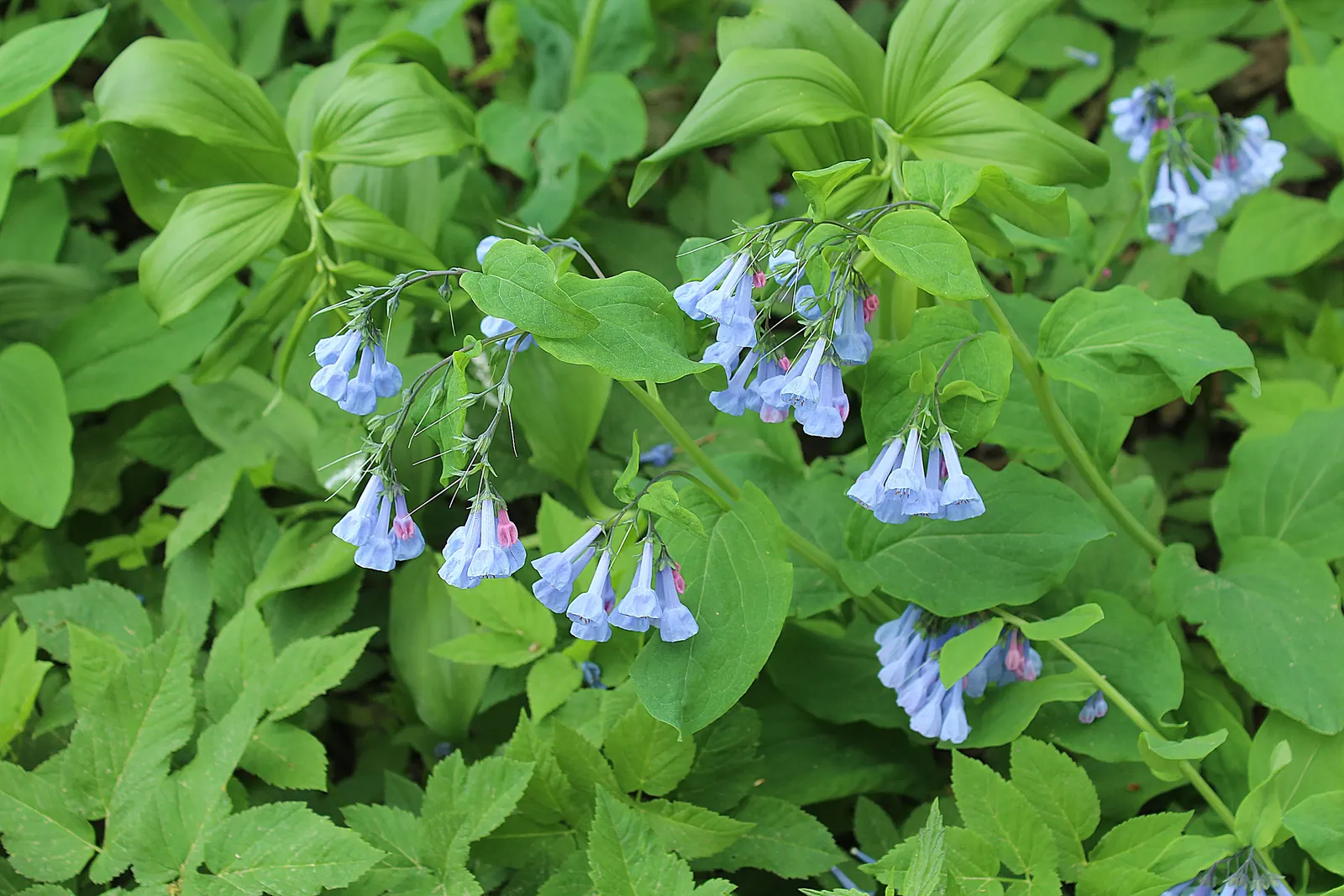 Virginia Bluebells (Mertensia Virginica) — annual with blue blooms; well-drained soil with an acidic to neutral pH, image 155