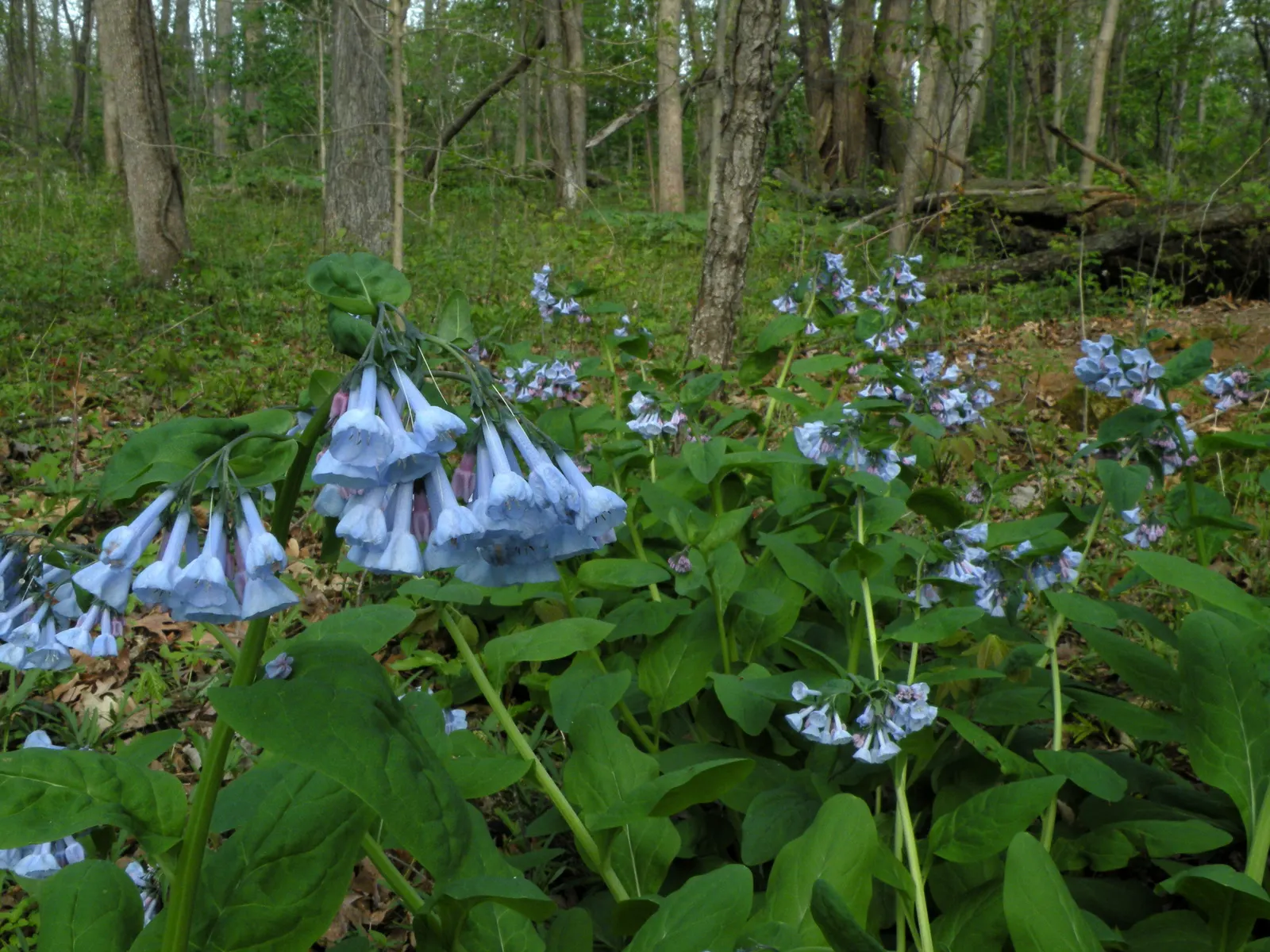 Virginia Bluebells (Mertensia Virginica) — well-drained soil with an acidic to neutral pH; foliage is a lush gray-green, image 146