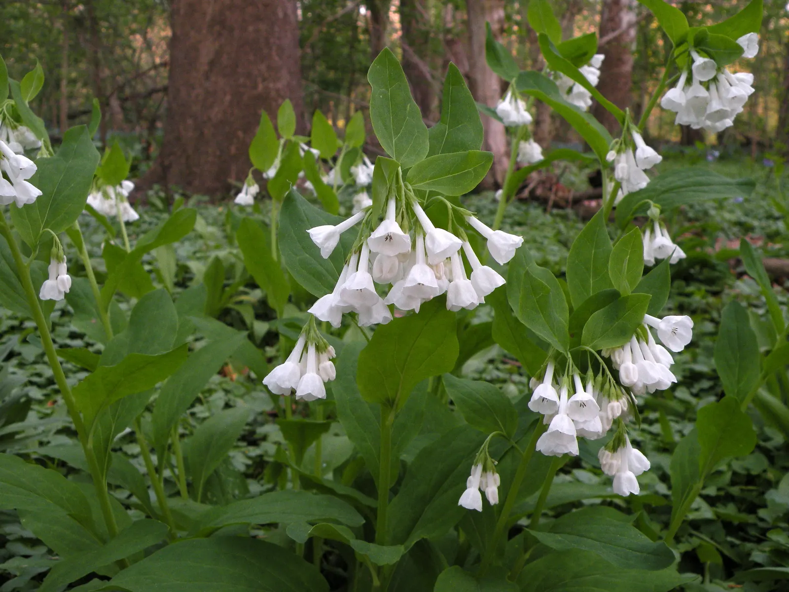 Virginia Bluebells (Mertensia Virginica) — Ideal for naturalistic and woodland gardens; virginia Bluebells are deer-resistant, image 59
