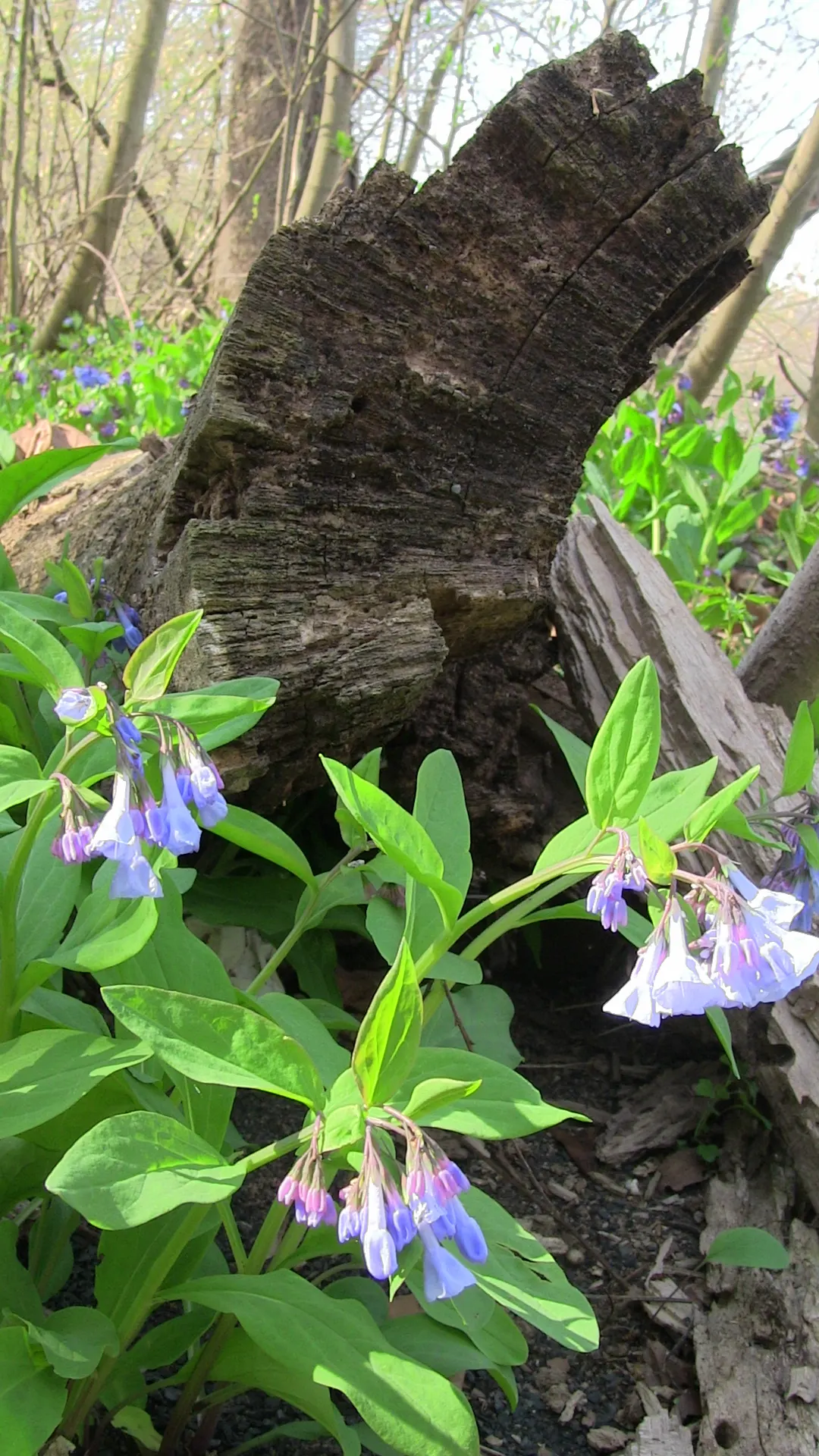 Virginia Bluebells (Mertensia Virginica) — display an initial pink hue that matures into a serene sky blue; this perennial showcases clusters of, image 168