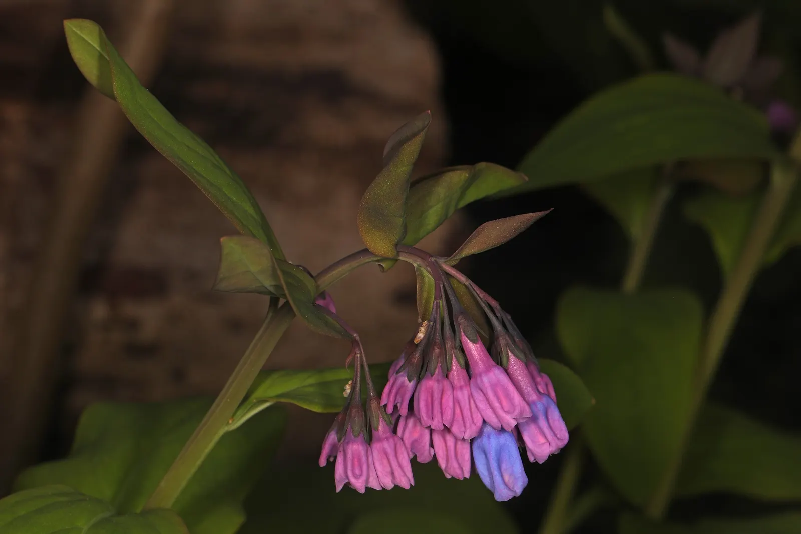 Virginia Bluebells (Mertensia Virginica) — Mertensia virginica prospers in areas with dappled sunlight to full shade and prefers consistently moist; blue
