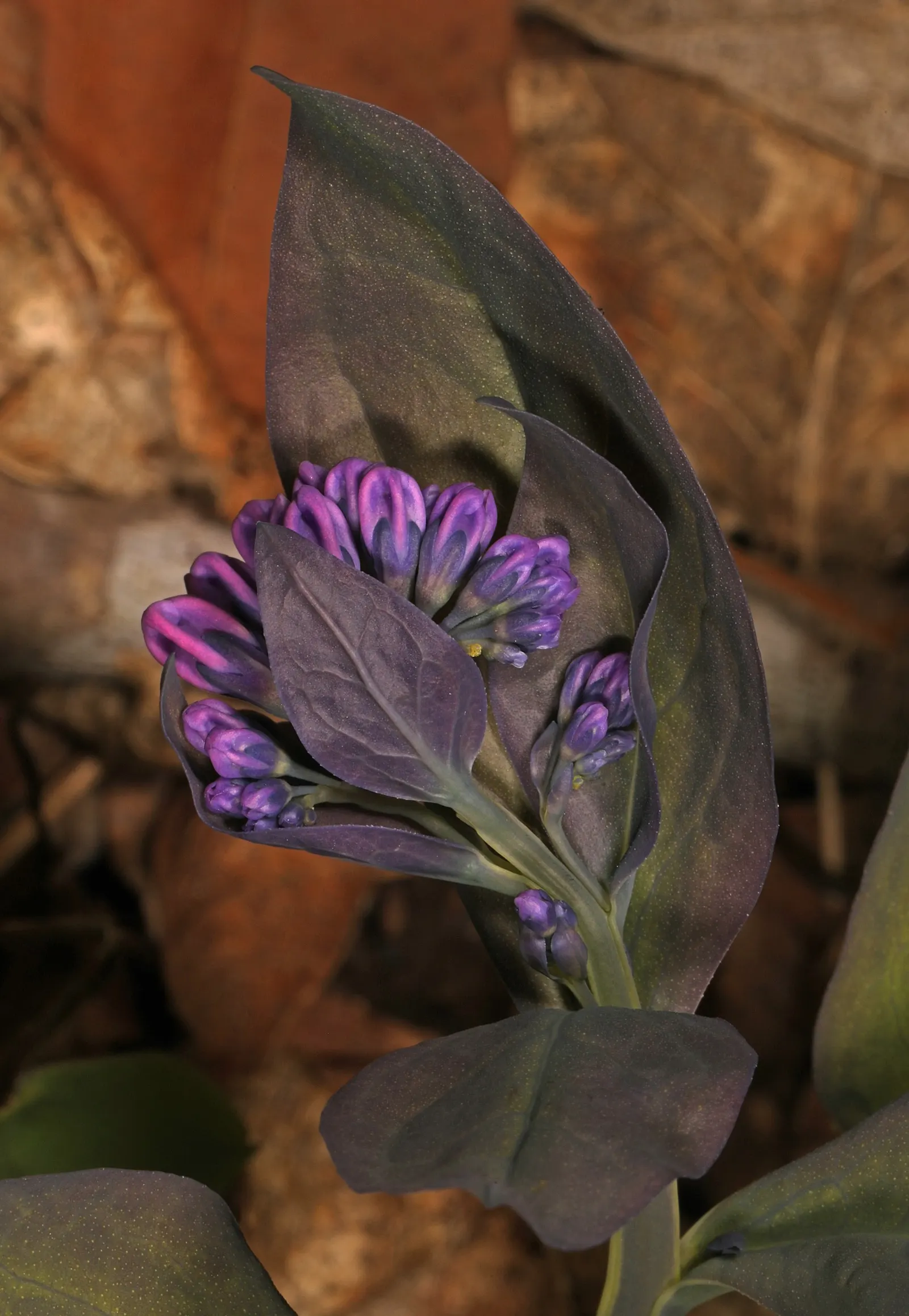Virginia Bluebells (Mertensia Virginica) — usually from March to April.<br><br>A shade-tolerant species; despite its delicate appearance, image 170