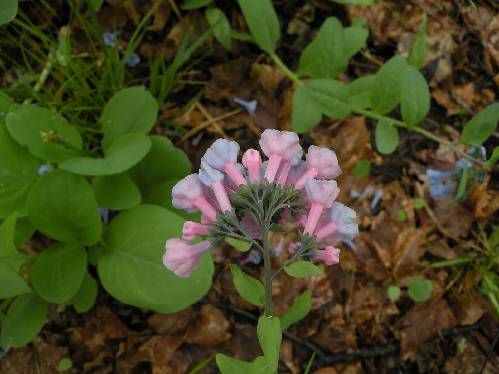 Virginia Bluebells (Mertensia Virginica) — Blooms profusely in early spring before entering summer dormancy; providing a brilliant show in the, image 162