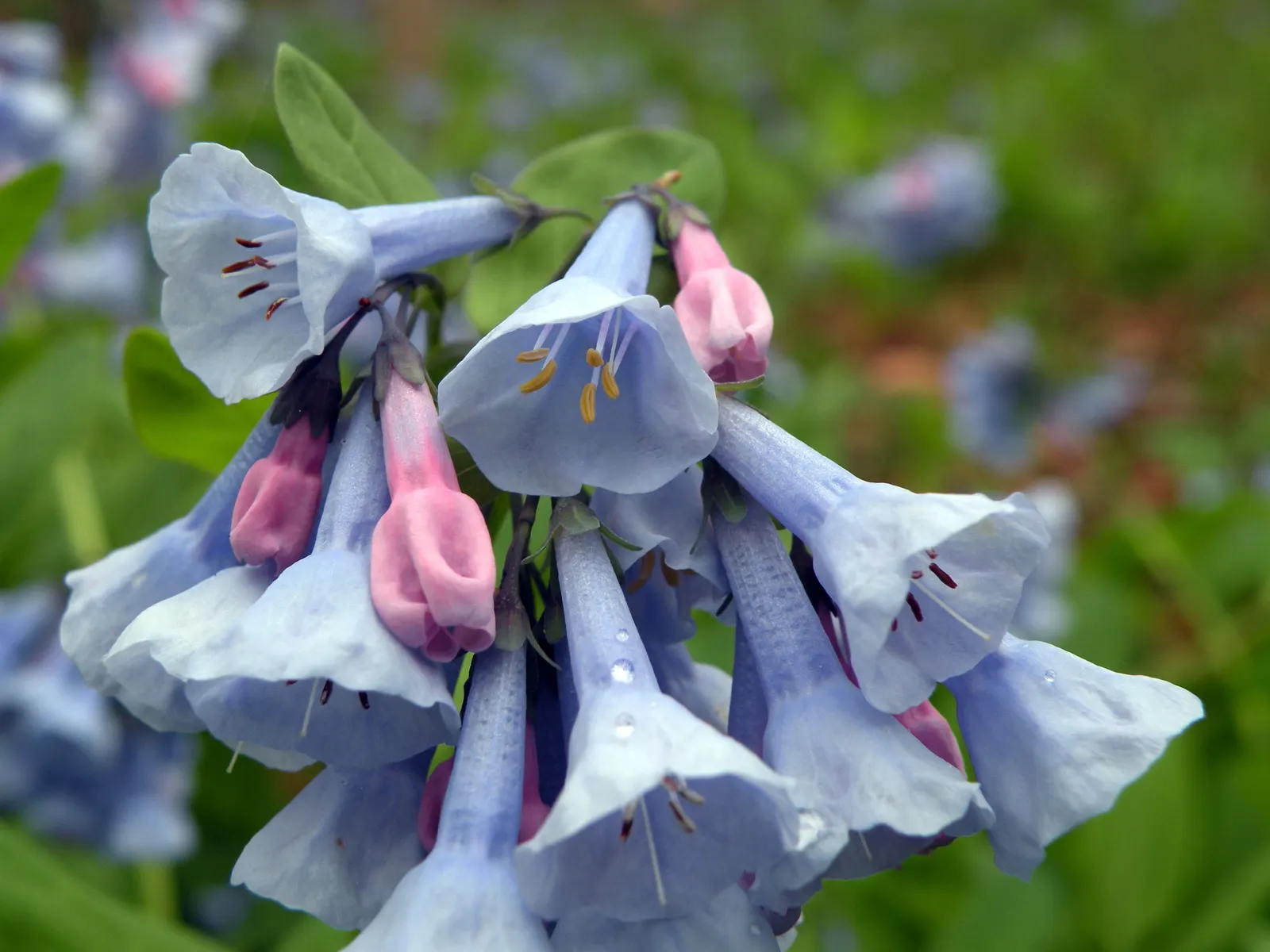 Virginia Bluebells (Mertensia Virginica) — Ideal for naturalistic and woodland gardens