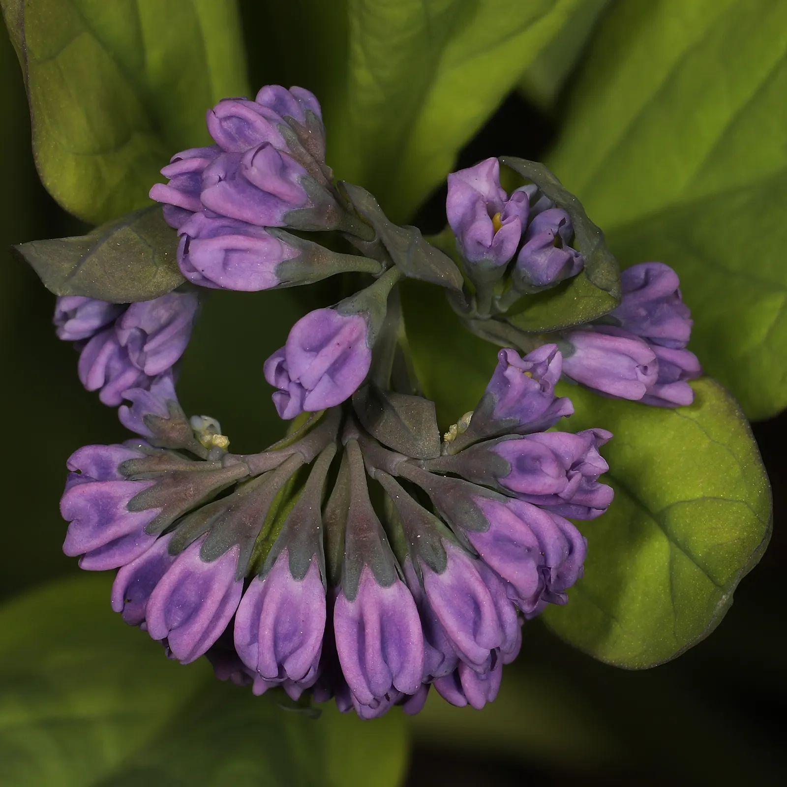 Virginia Bluebells (Mertensia Virginica) — Mature height reaches 18 to 24 inches with a similar spread; annual with blue blooms, image 134