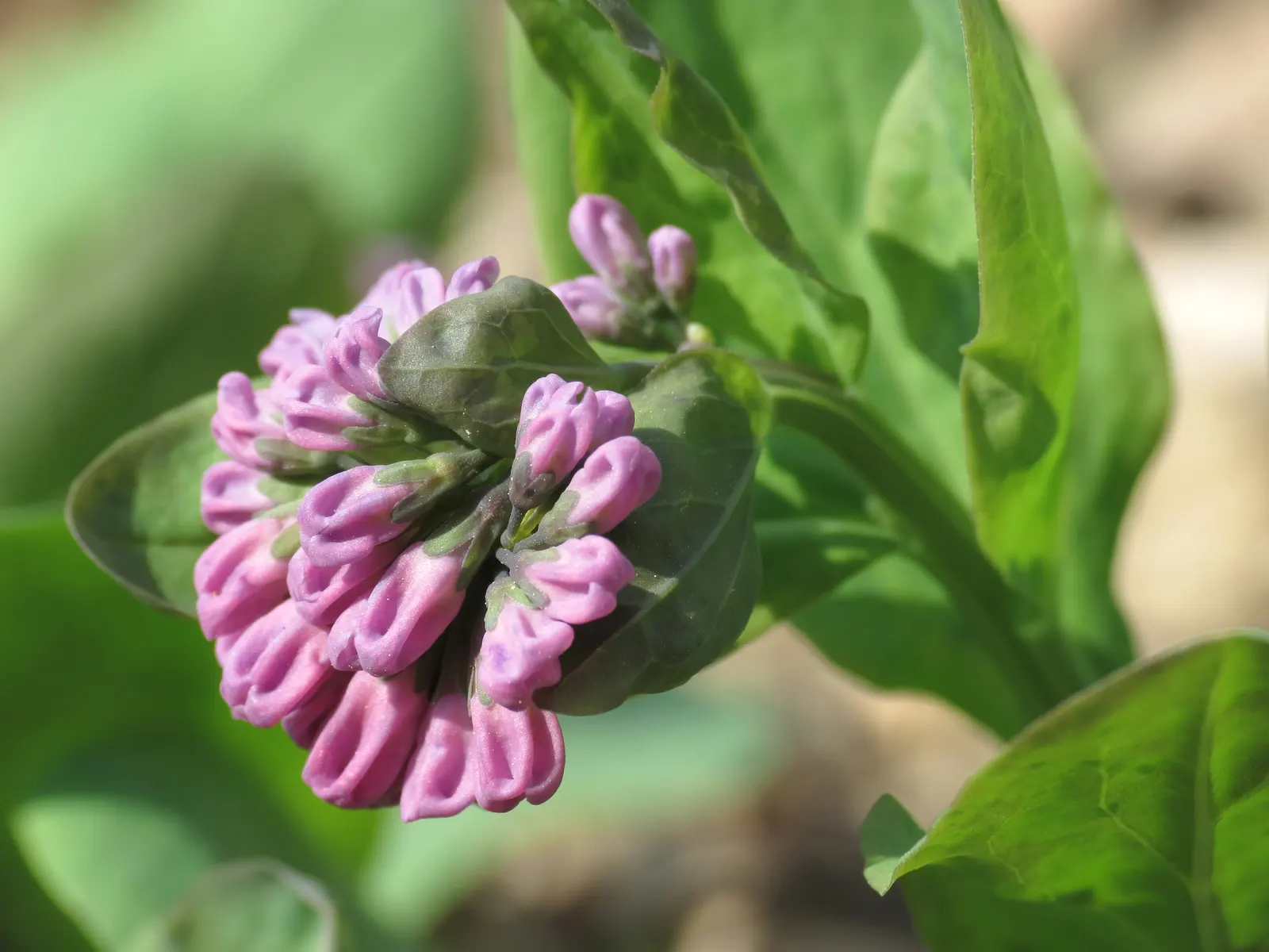 Virginia Bluebells (Mertensia Virginica) — Virginia Bluebells are deer-resistant; ideal for naturalistic and woodland gardens