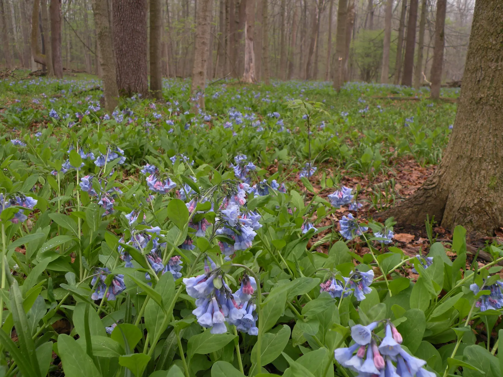 Virginia Bluebells (Mertensia Virginica) — Blooms profusely in early spring before entering summer dormancy; providing a brilliant show in the, image 136