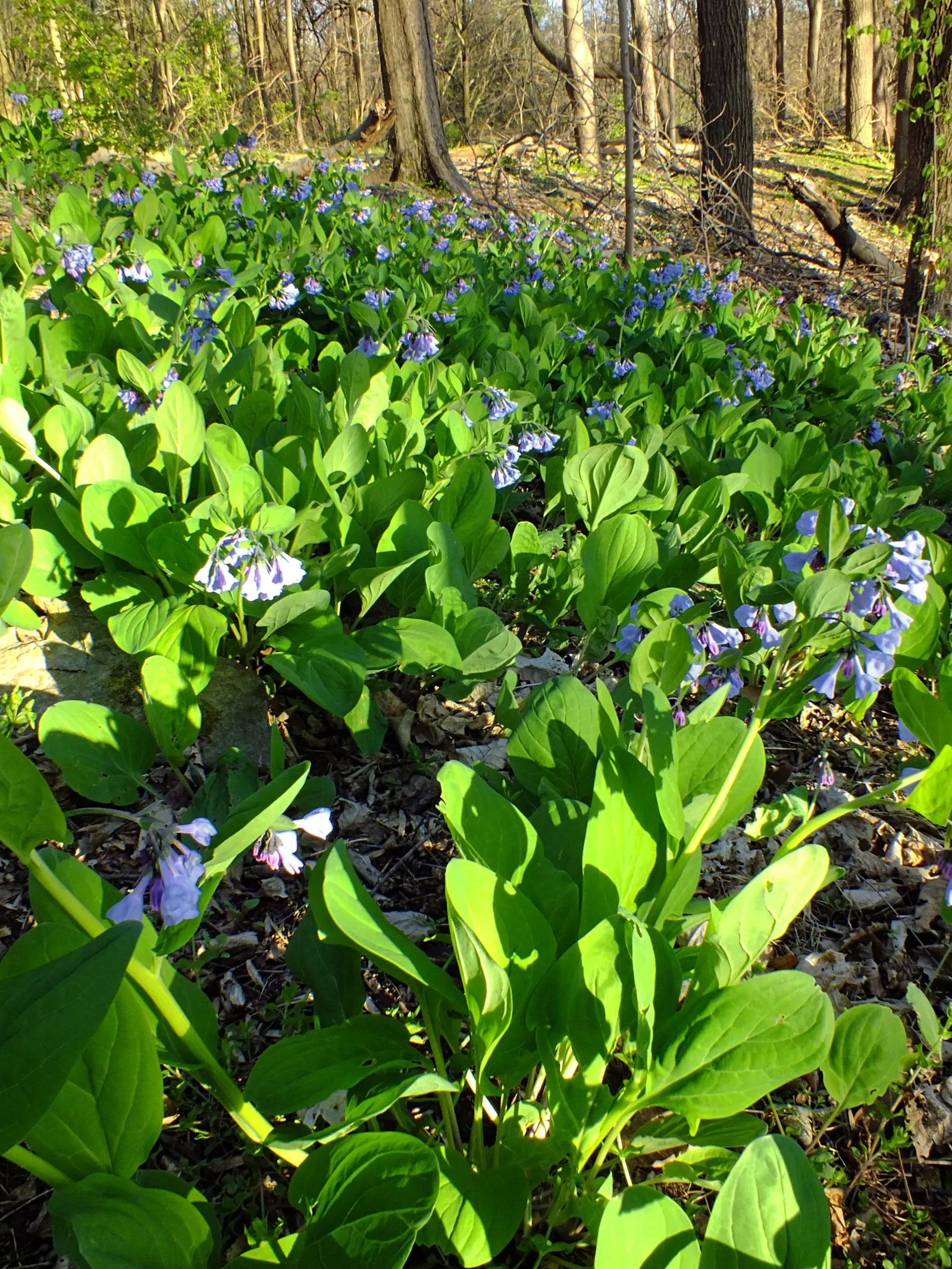Virginia Bluebells (Mertensia Virginica) — Mertensia virginica prospers in areas with dappled sunlight to full shade and prefers consistently, image 93